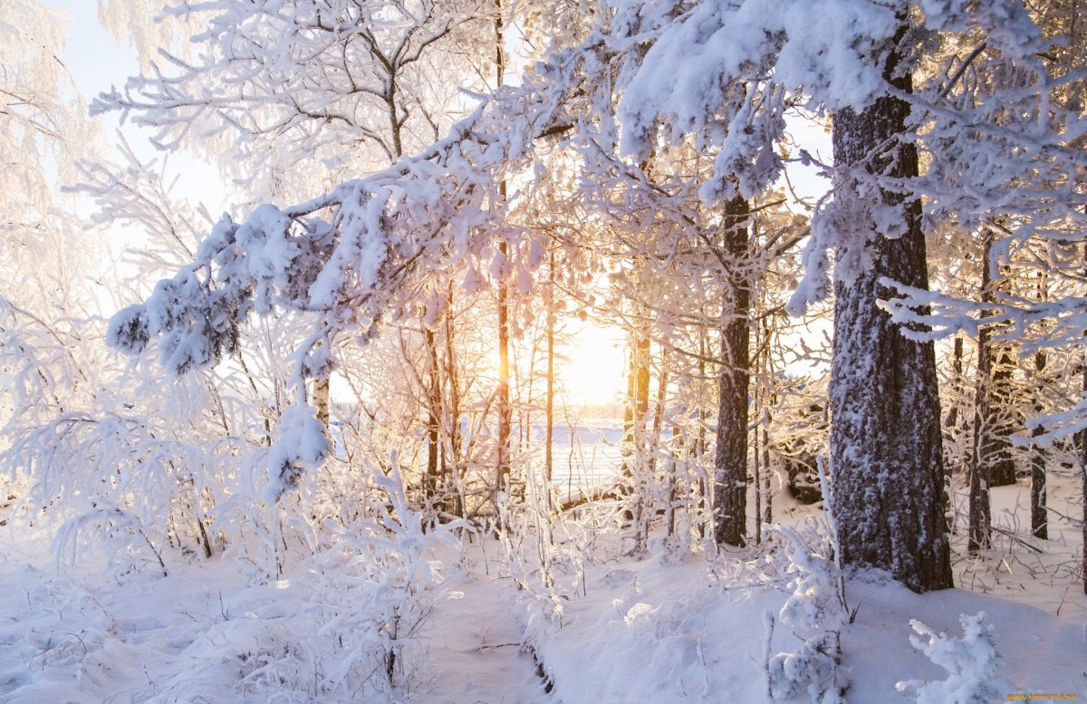 Лес зимой в снегу