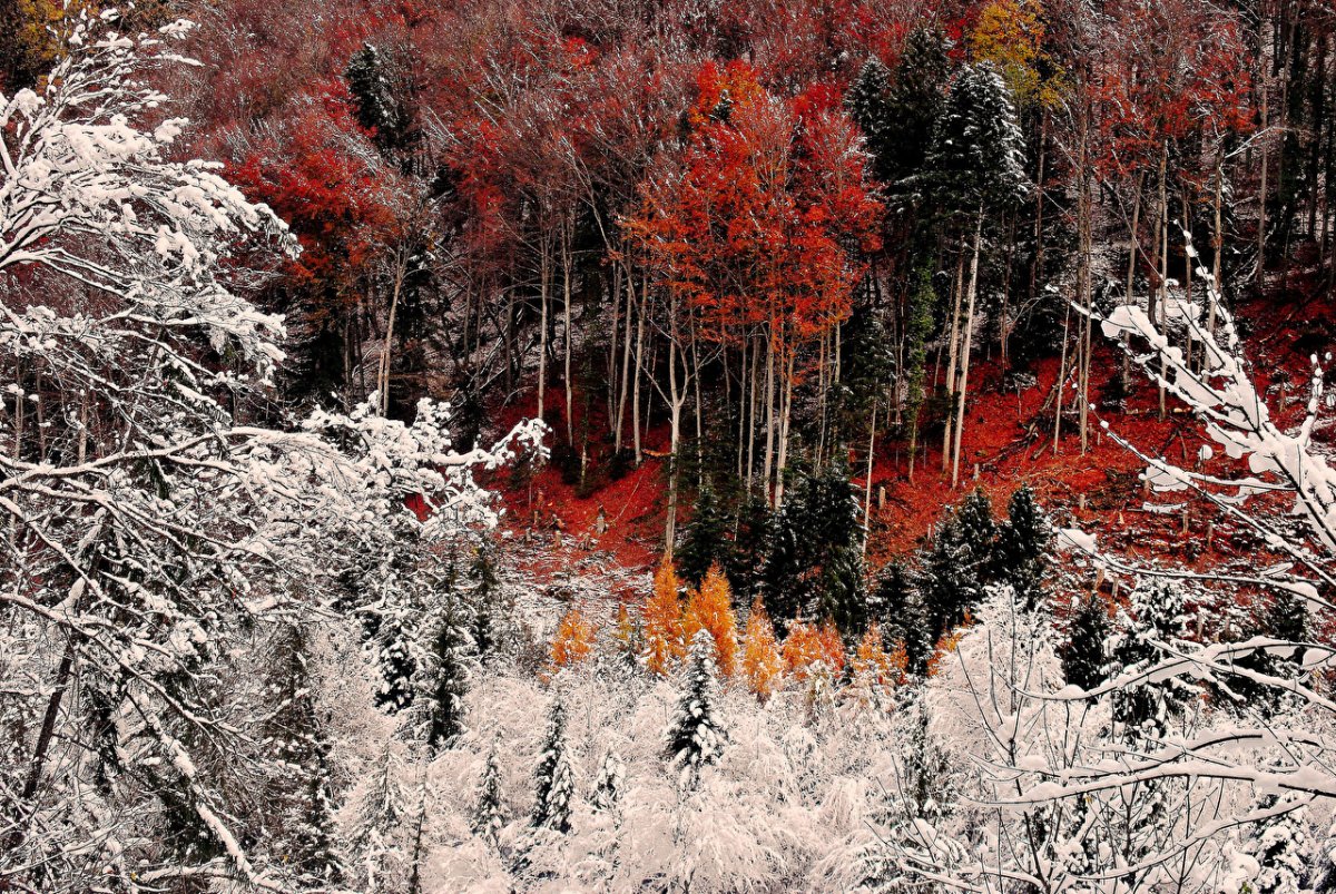 Лес начало зимы