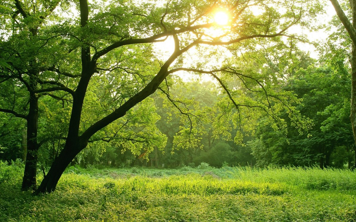 Солнечный зеленый лес