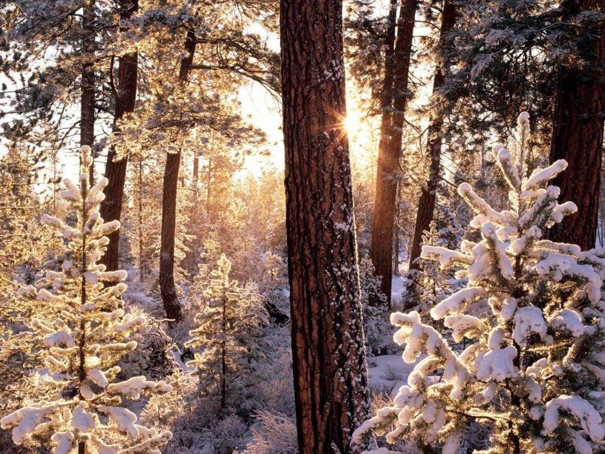 Зимний лес сосны