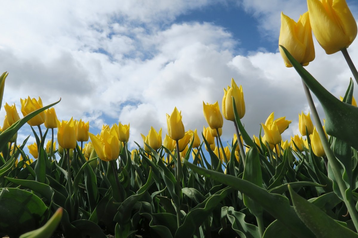 Тюльпаны весной белые и жёлтые в природе