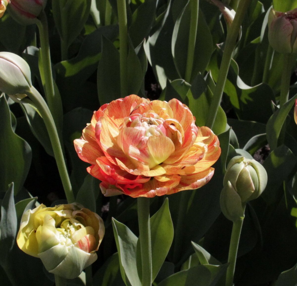 Пионовидные тюльпаны