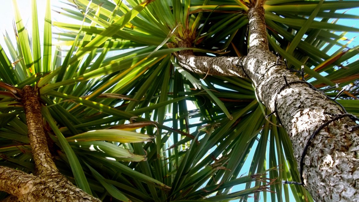 Роща пальмовых пальм