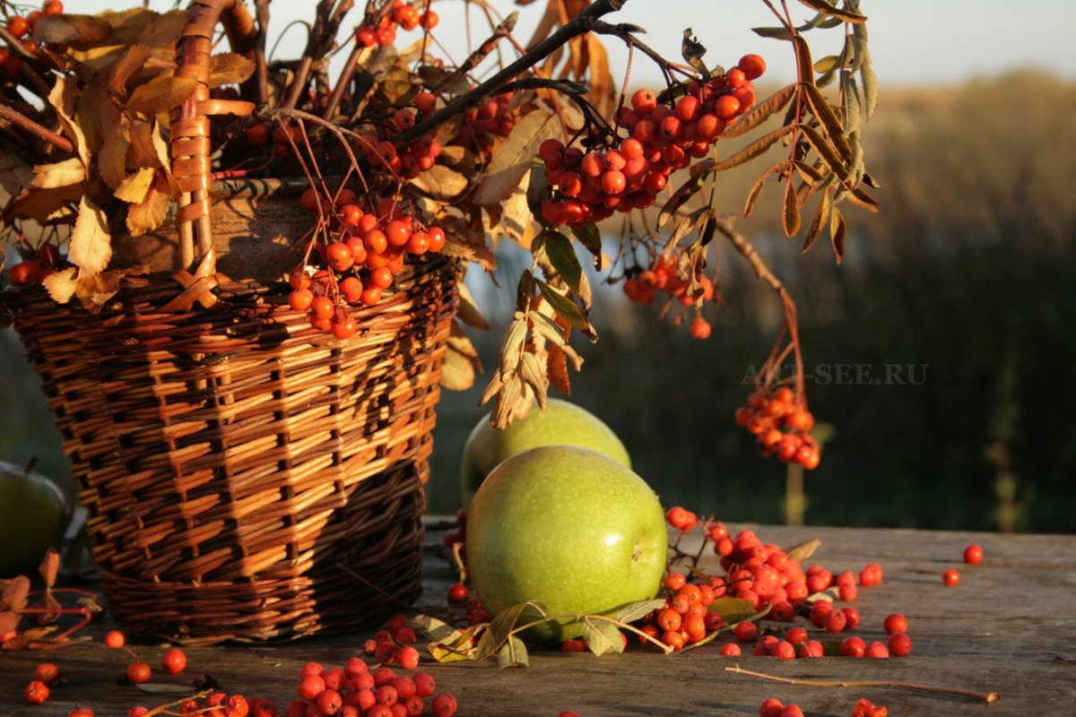 Золотая осень фрукты