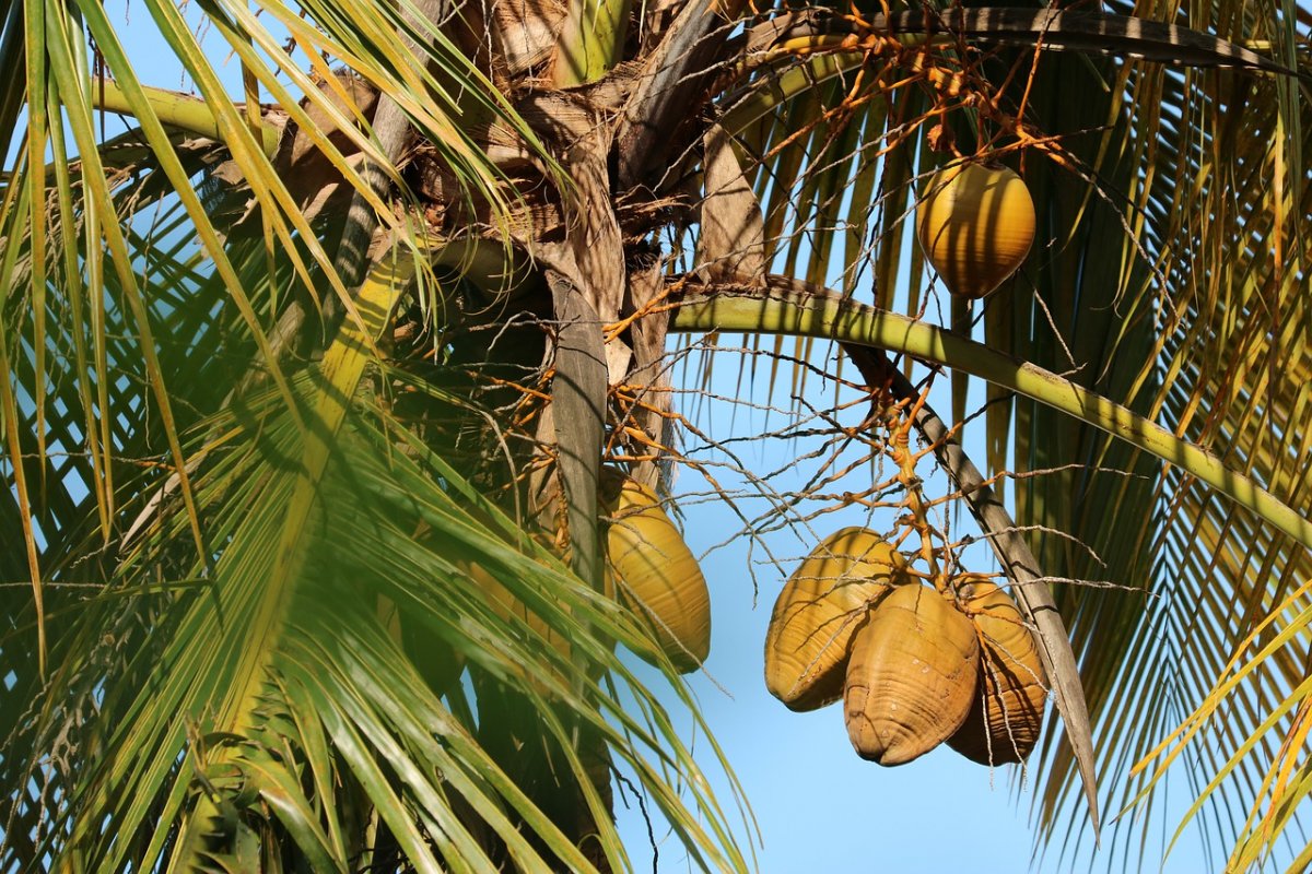 Идеальные условия для кокосовой пальмы