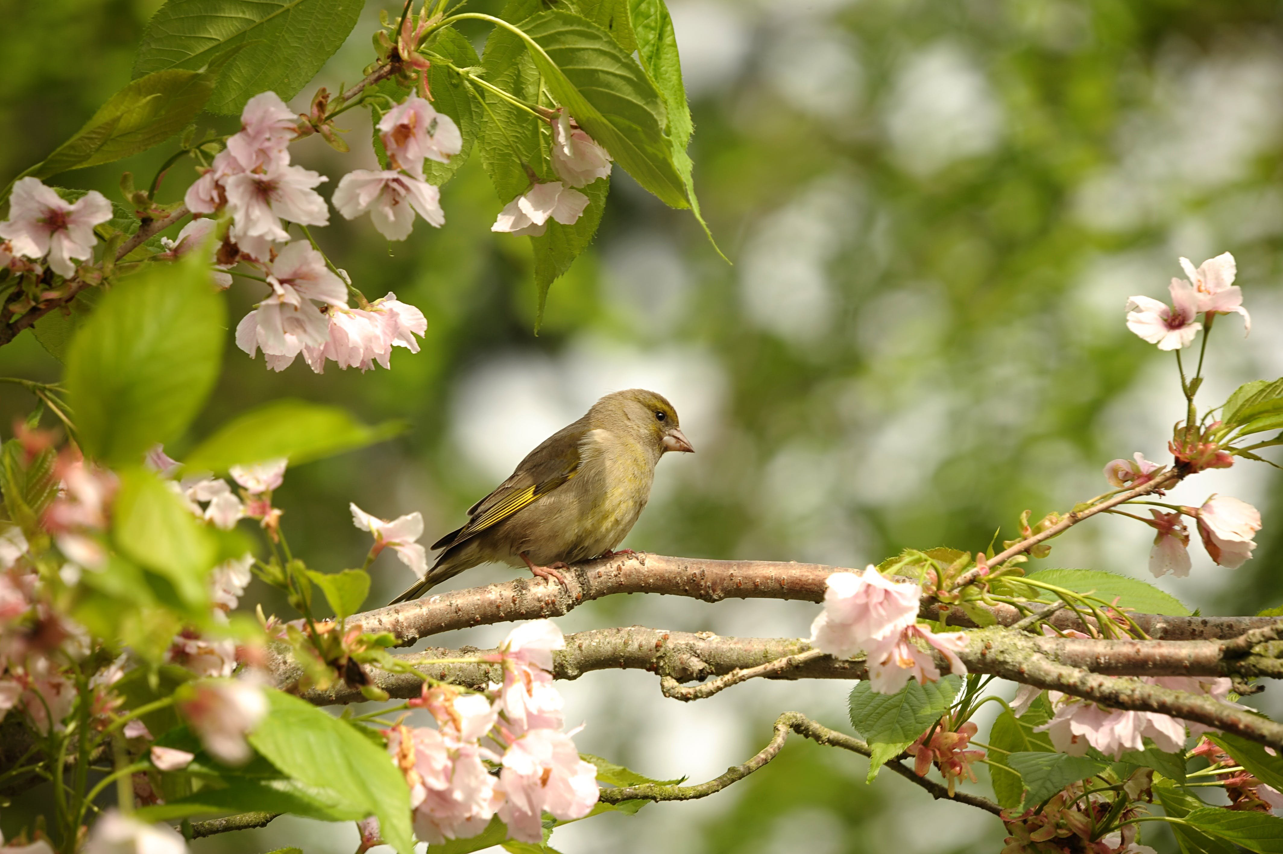 Звонкими чистыми голосами поют зяблики соловьи. Зяблик зеленушка. Птичка на дереве. Птицы весной.