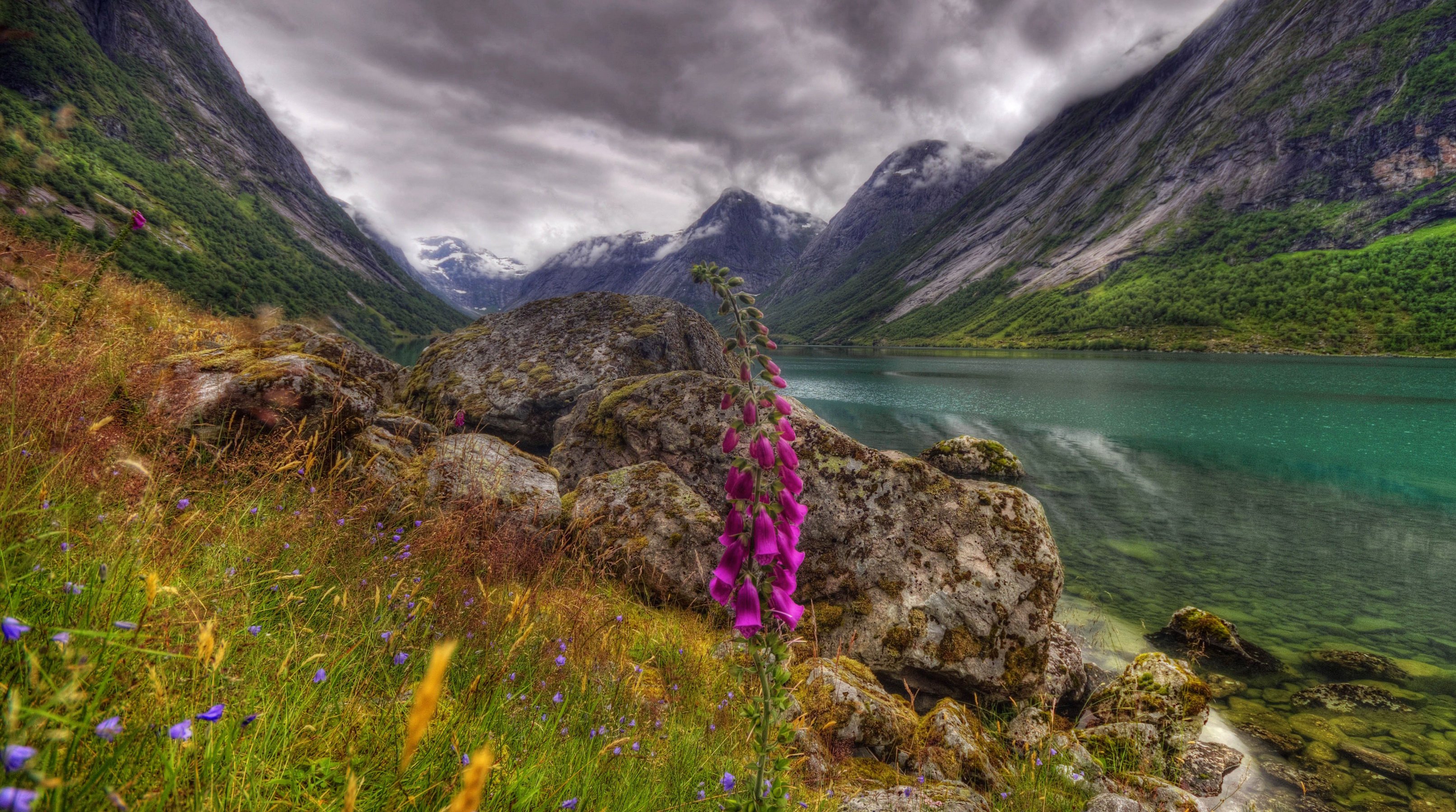 Цветы норвегии. Ландшафт Норвегии. Лофотенские острова реки водопады. Горы Алтая Альпийские Луга. Северная Норвегия природа.