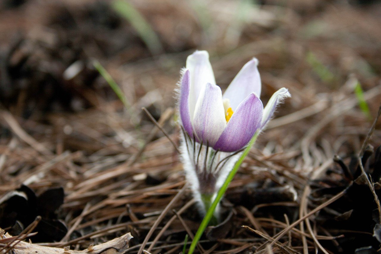 Весной рождаются самые. Боровой Подснежник. Пролески, подснежники, крокусы. Алтайские первоцветы. Первоцветы Хакасии.