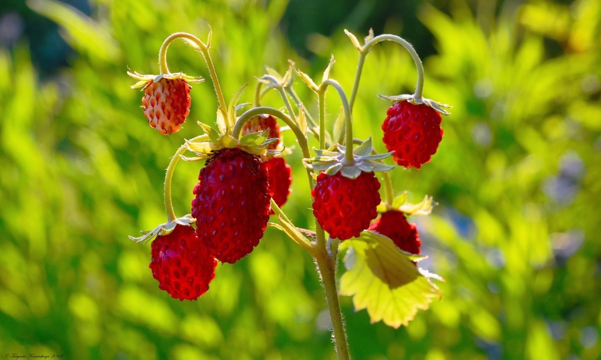 Земляника Лесная (Fragaria vesca)