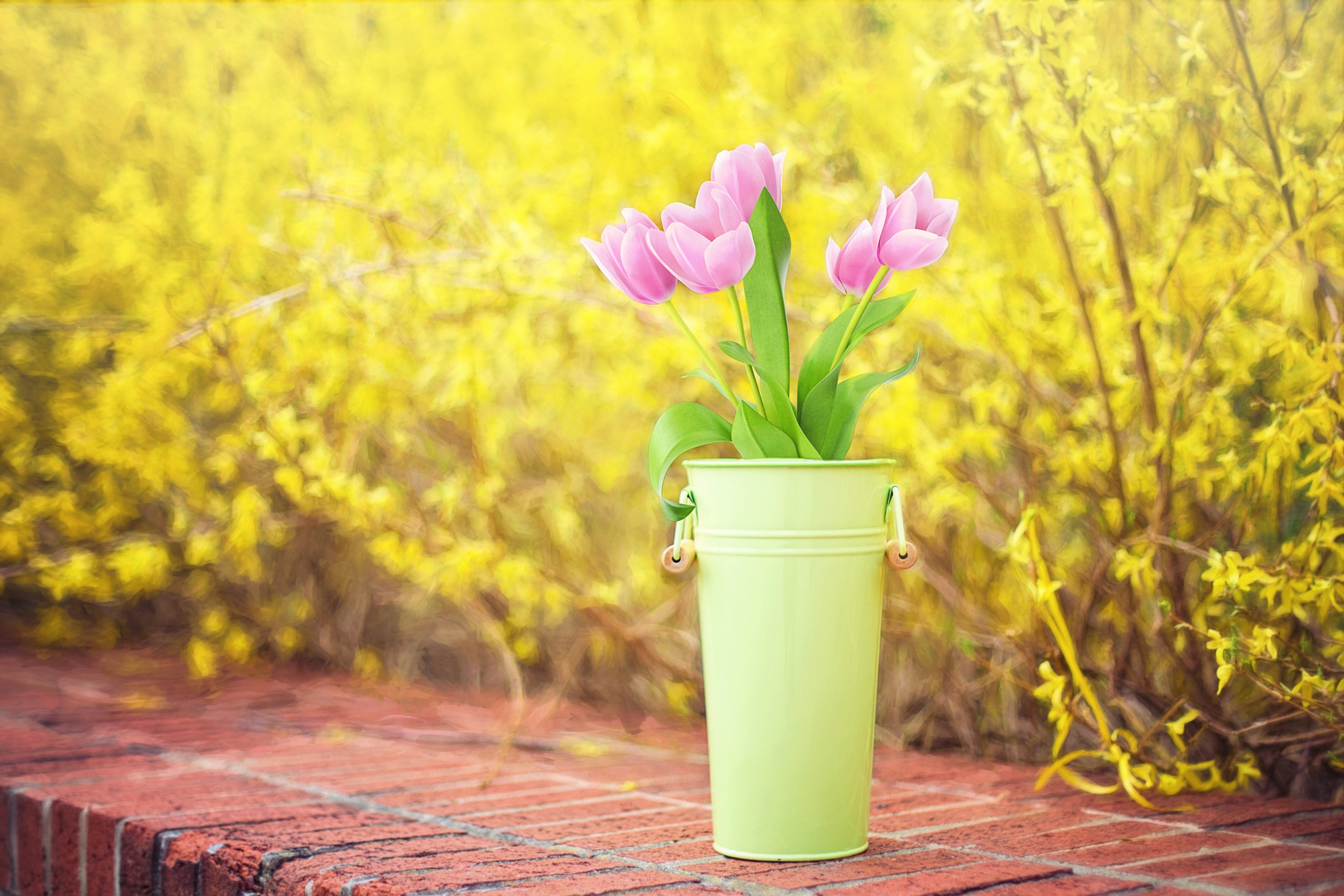 Spring morning. Весенние цветы. Яркие весенние цветы. Утренние цветы.