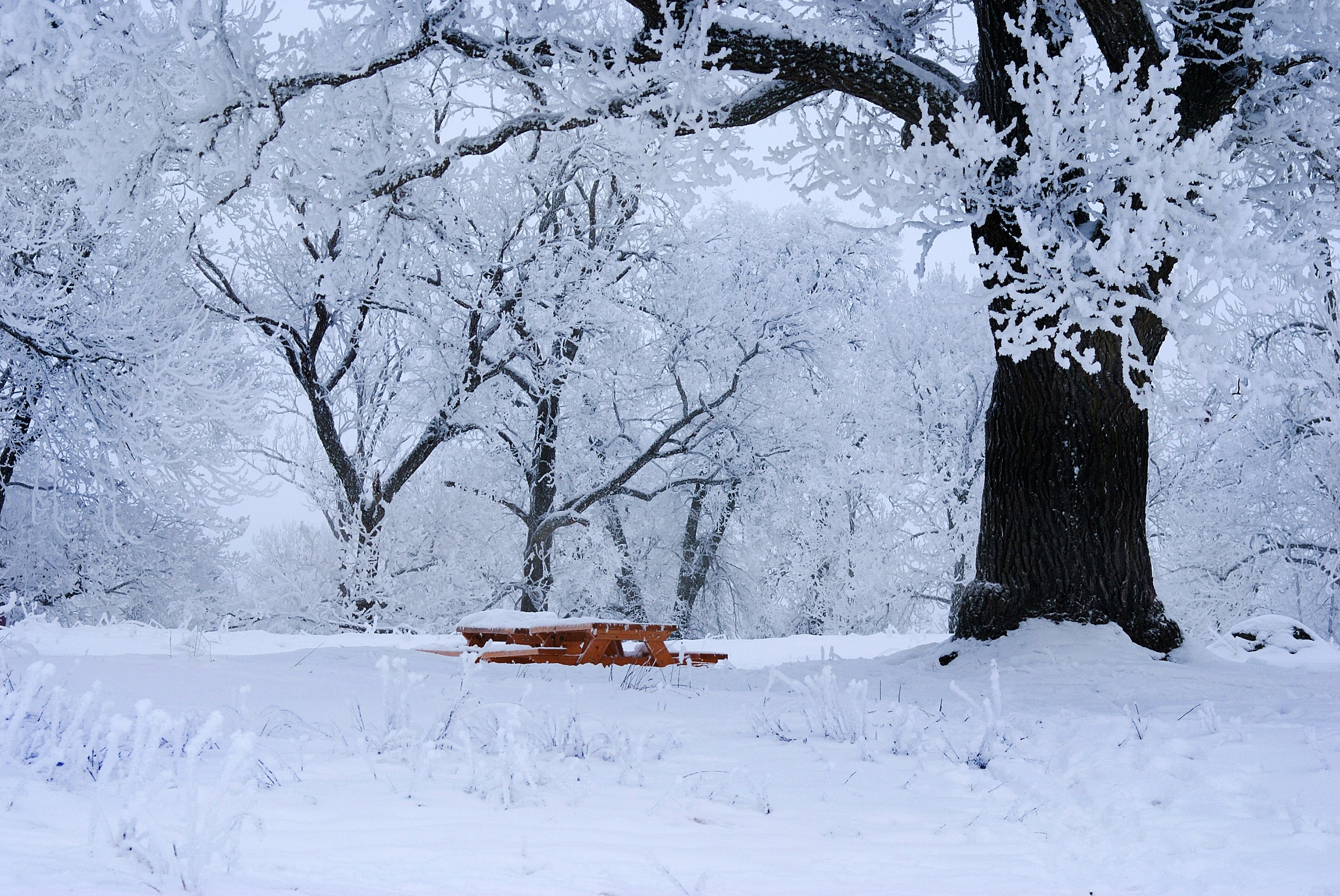 Зиму зима очень сильно. Деревья в снегу. Холодная зима. Холодная Снежная зима. Деревья под снегом.