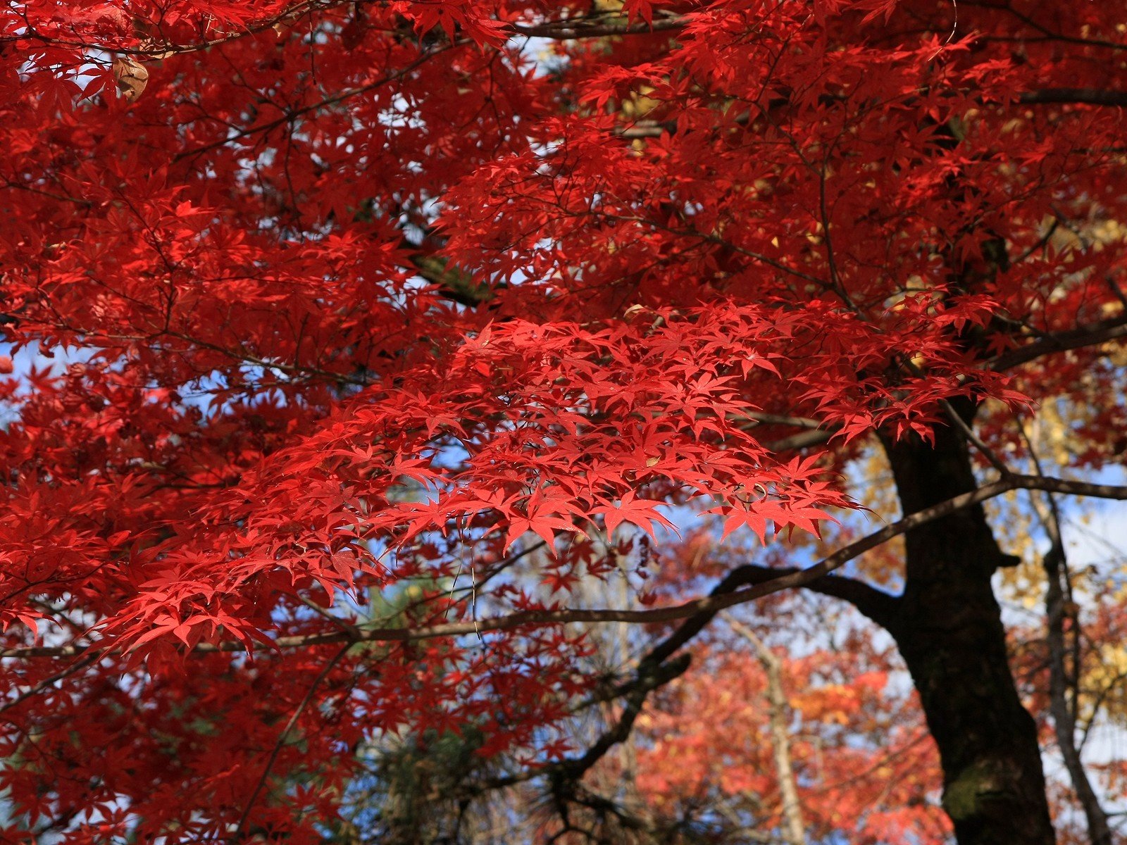 Цвет деревья осенью. Клен канадский красный. Клен красный Сканлон. Клён канадский багряный. Красный клен дерево.
