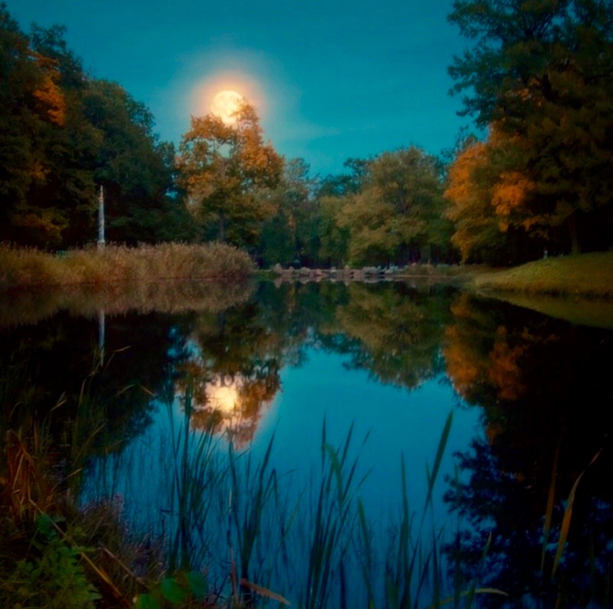 Золотою луна распласталась на тихой воде. Природа вечер. Летняя ночь. Пруд вечером. Река ночью.
