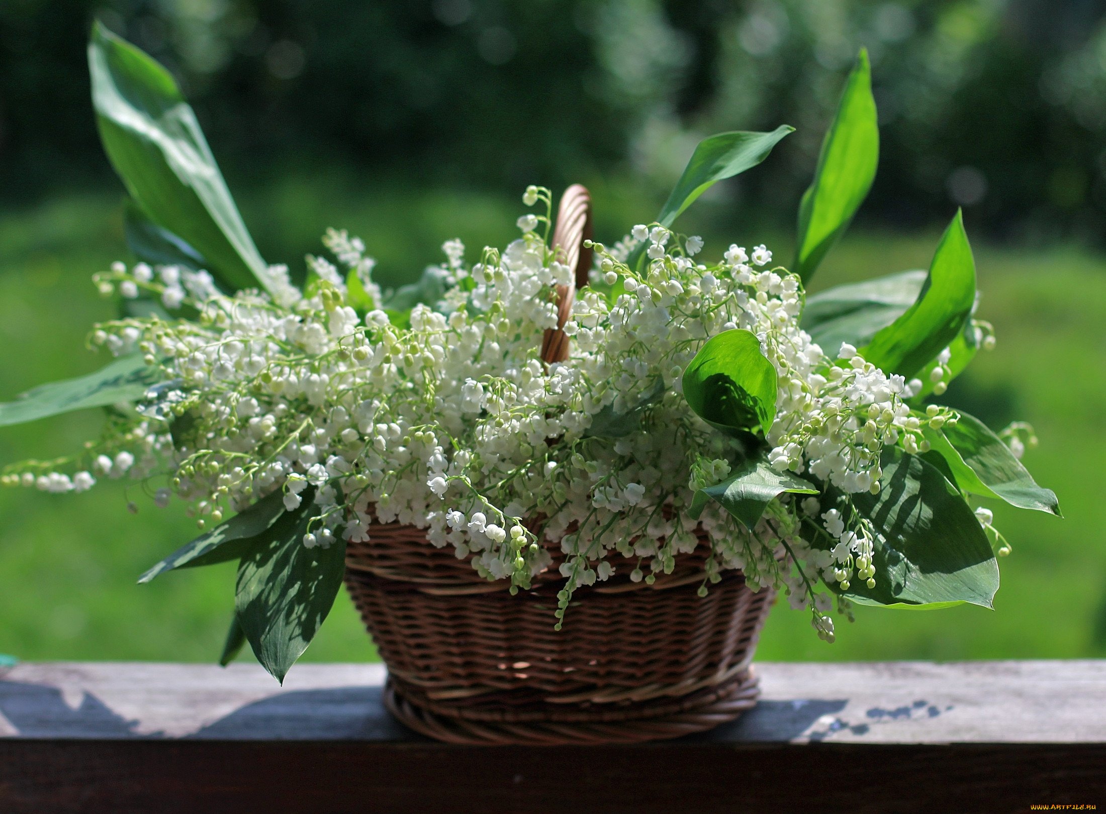 May flowers. Фрея Ландыши. Цветы черемуха сирень Ландыши. Сирень Ландыши черемуха.