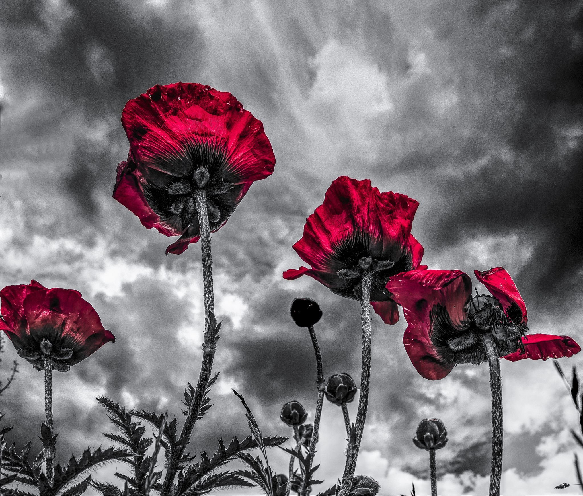 Мак Papaver Black and White