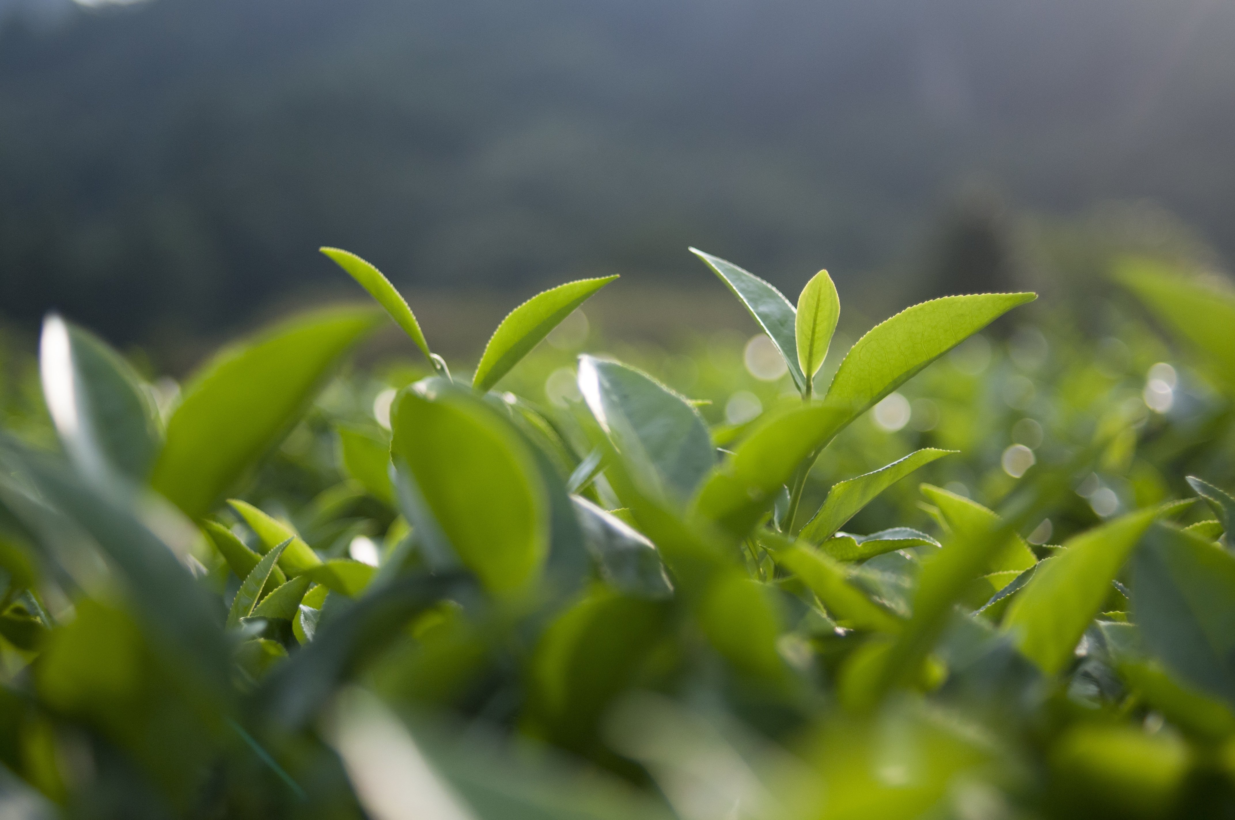 Чайная листва. Чайный лист. Листья чая. Зеленый чай листья. Чай матча листья.