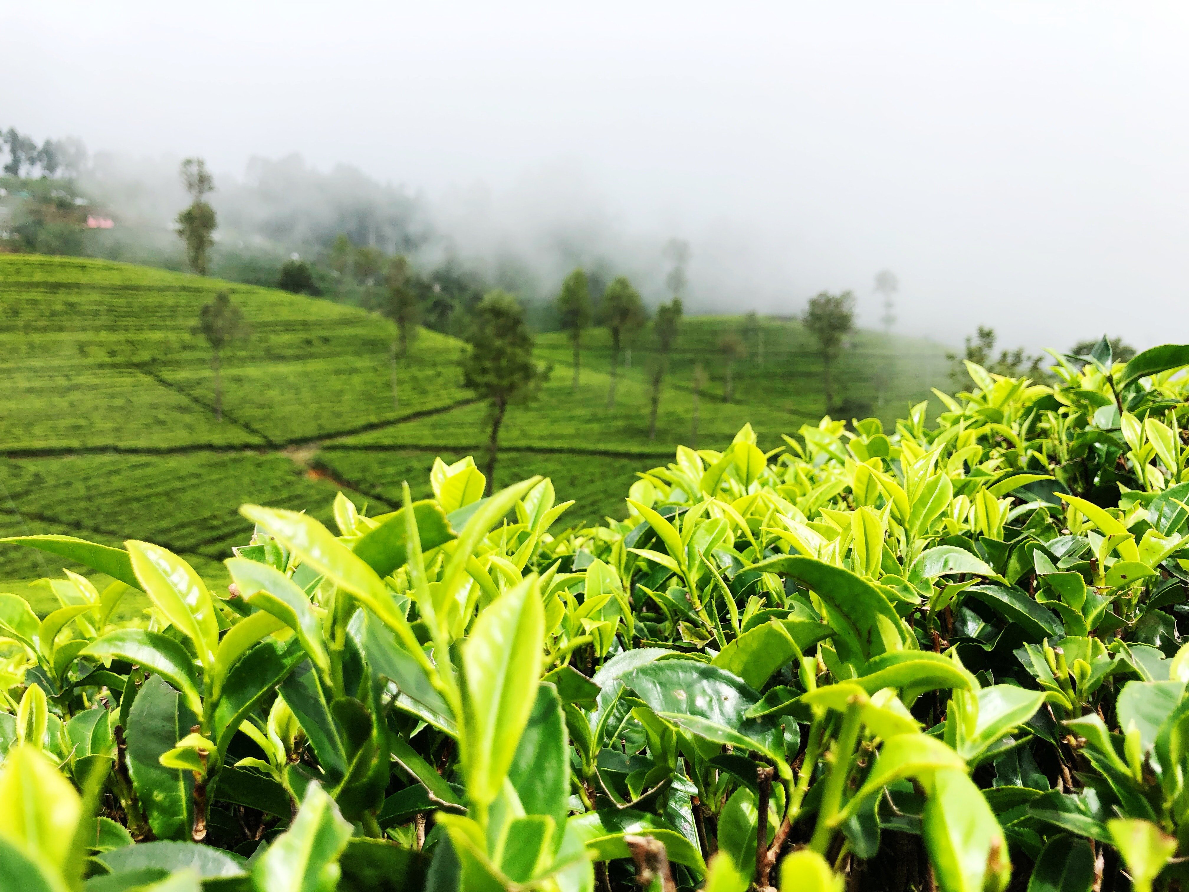 Шри ланка поля. Чайная плантация Липтон Шри Ланка. Мацеста чайные плантации. Чайные плантации Шри Ланки. Шри Ланка плантации чая.