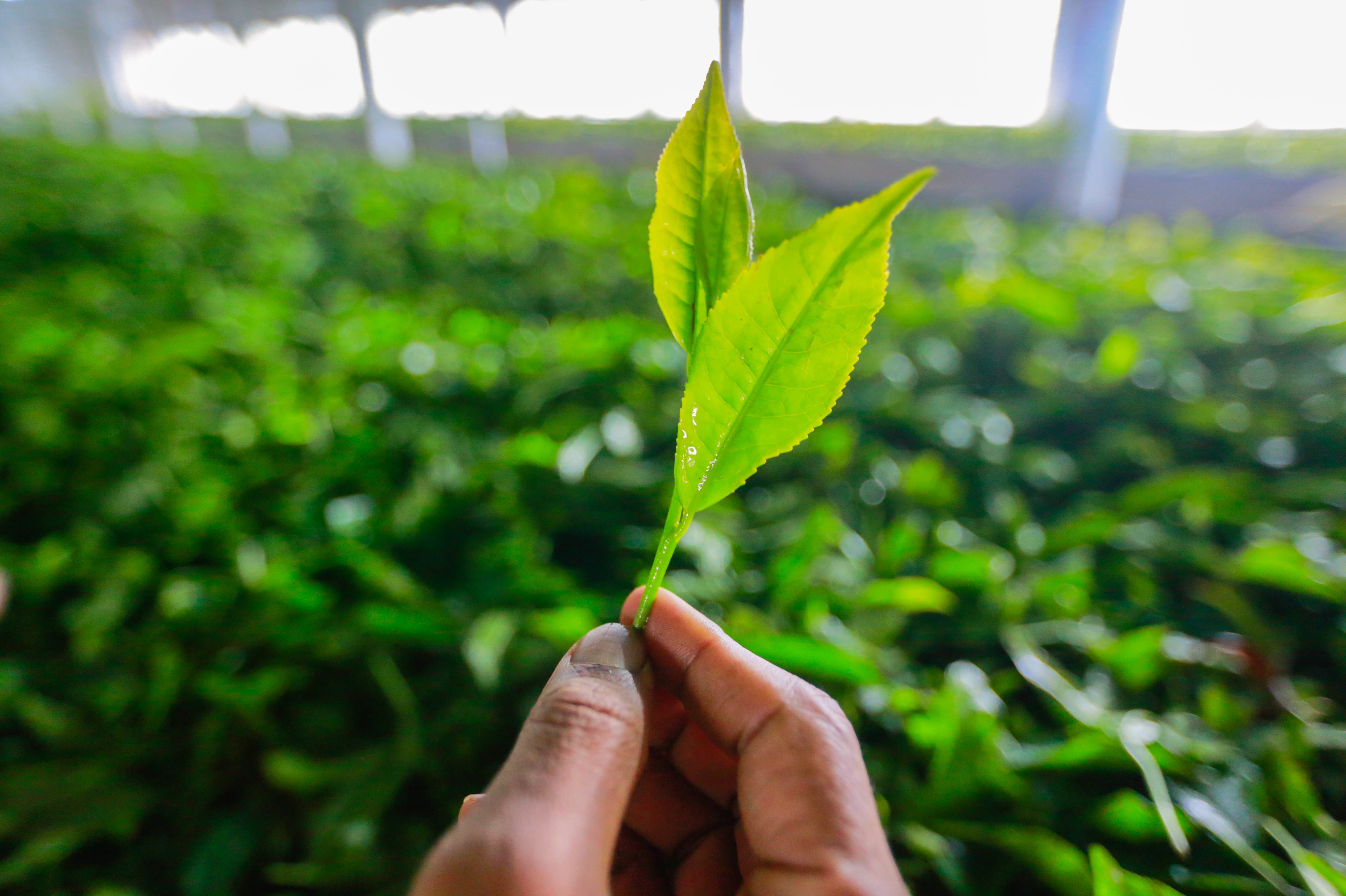 Чайная листва. Чайные листья Пэкстон. Листья чая. Зеленый чай листья. Зеленые чайные листья.