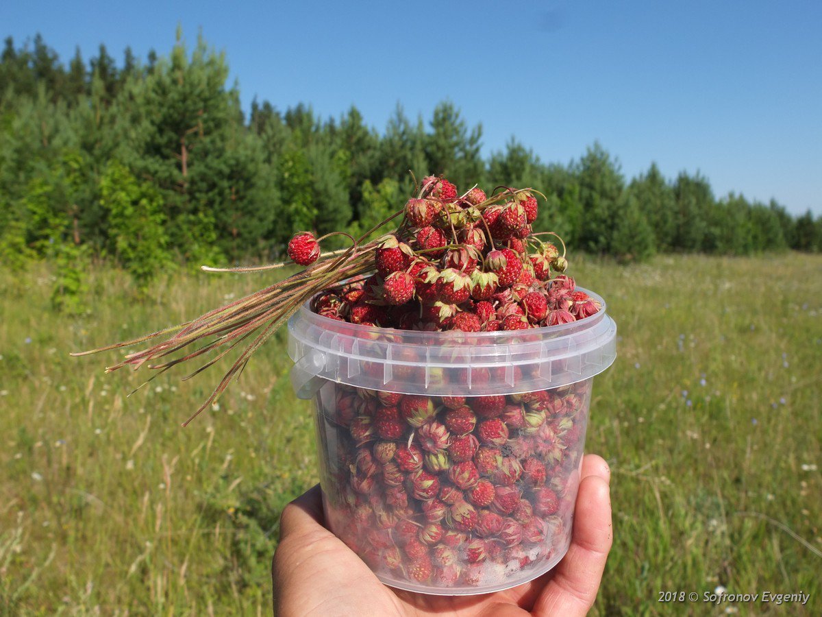 Клубника ползуниха