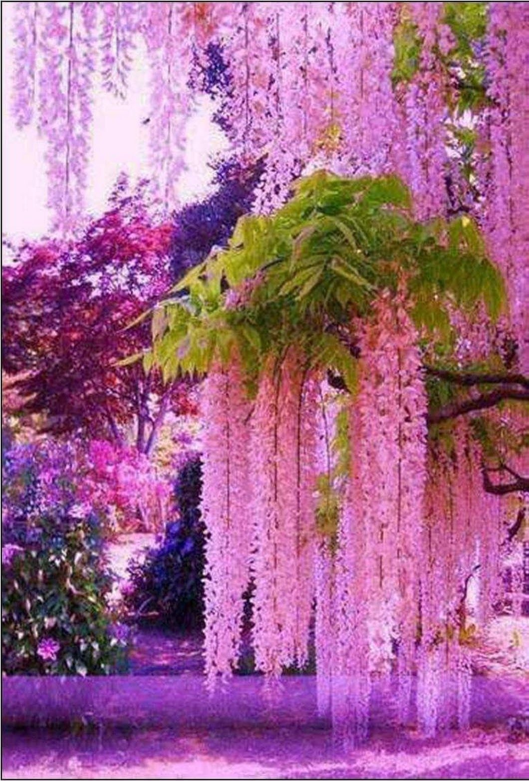 Высокое дерево с цветами. Глициния Асикага. Глициния сиреневая "китайская". Сад Кавати Фудзи.