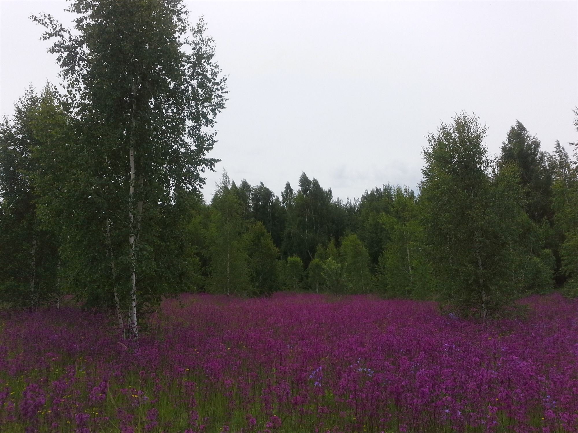 Растительный мир Рязанской области