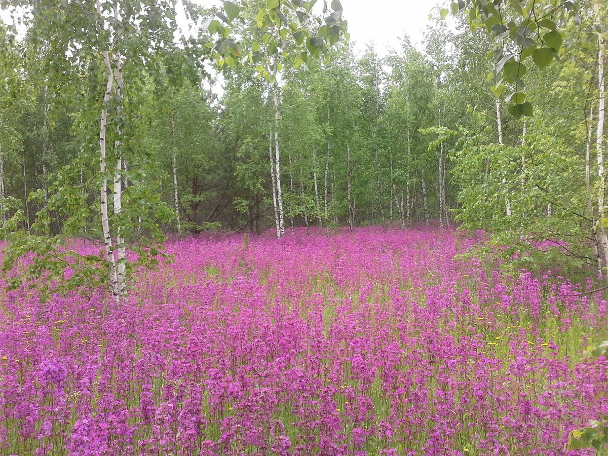 Растительность Рязанской области