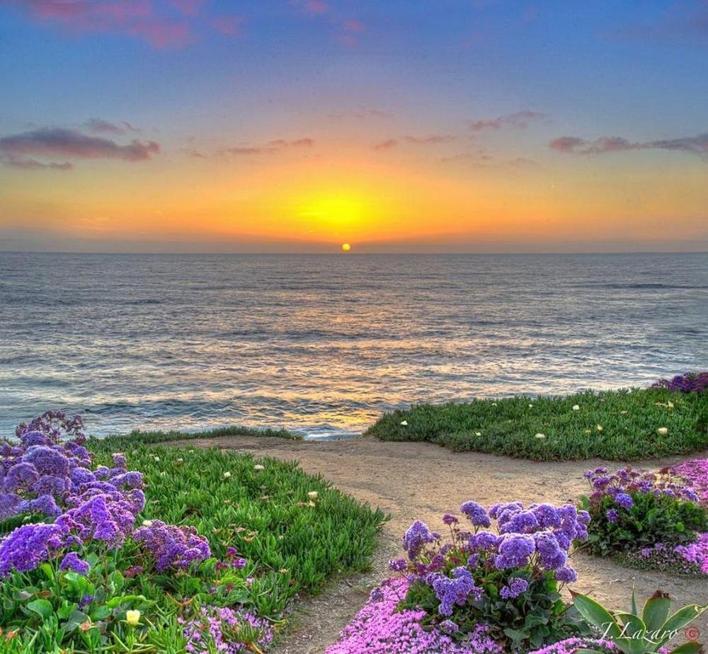 Доброе утро картинки красивым пейзажем. Красивый вид на море. Море цветов. Цветы море солнце. Рассвет летом.