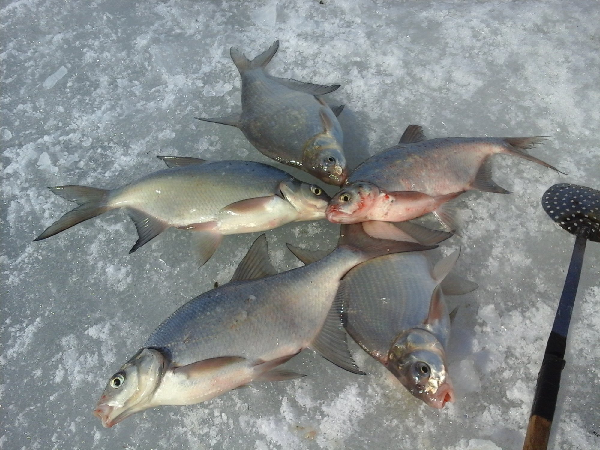 Зимняя рыбалка на опарыша: секреты успешного лова, снасти и техника