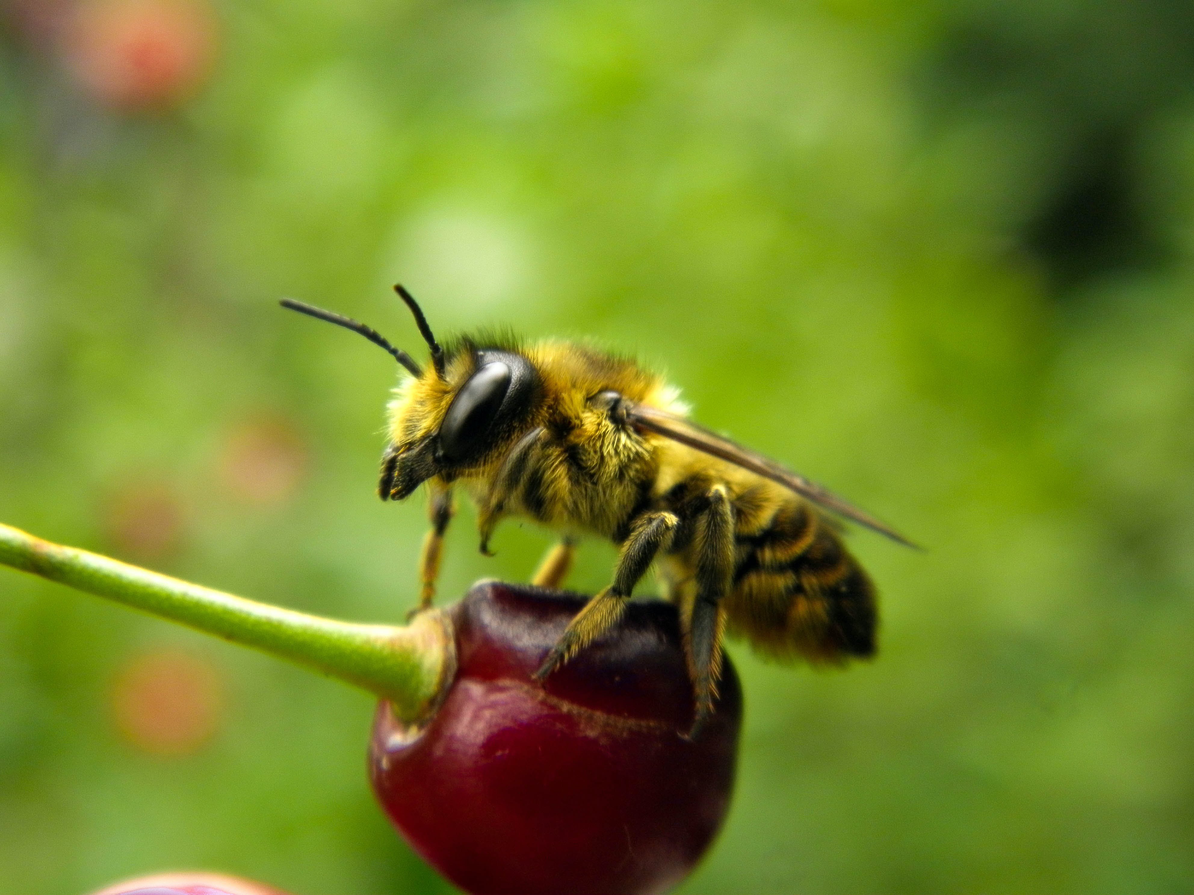 Какие отношения складываются между вишней и пчелой. Пчела на клубнике. Пчела на вишне. Пчела на ягоде. Вишнёвая пчела.