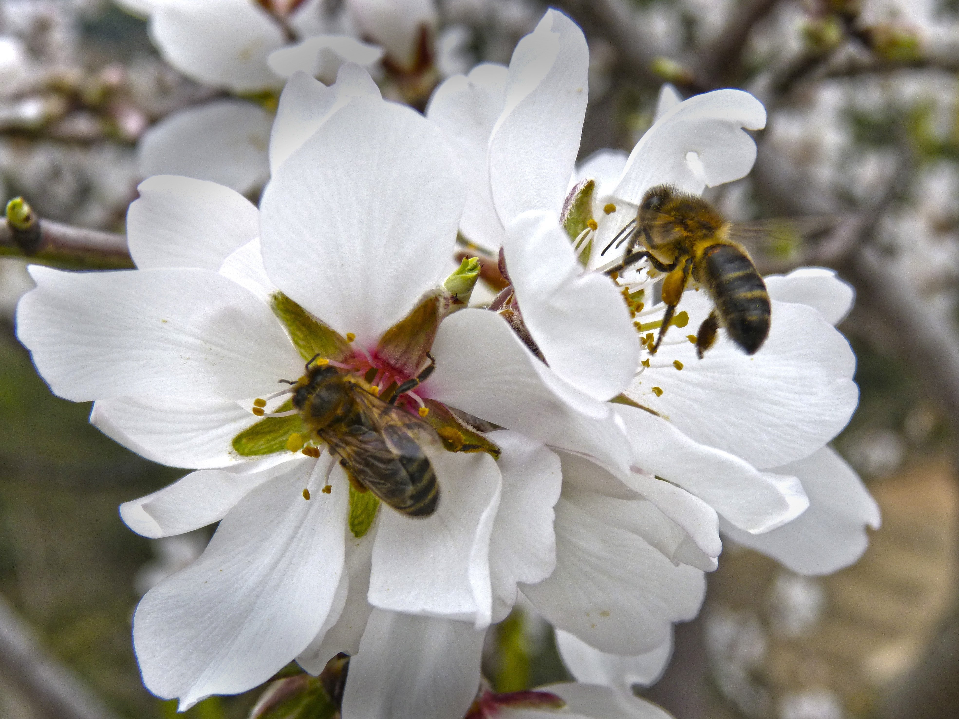 Какие отношения между яблоней и домашней пчелой. Пчела опыляет яблоню. Пчела на цветущей яблоне. Пчела на цветке. Пчелы опыляют растения.