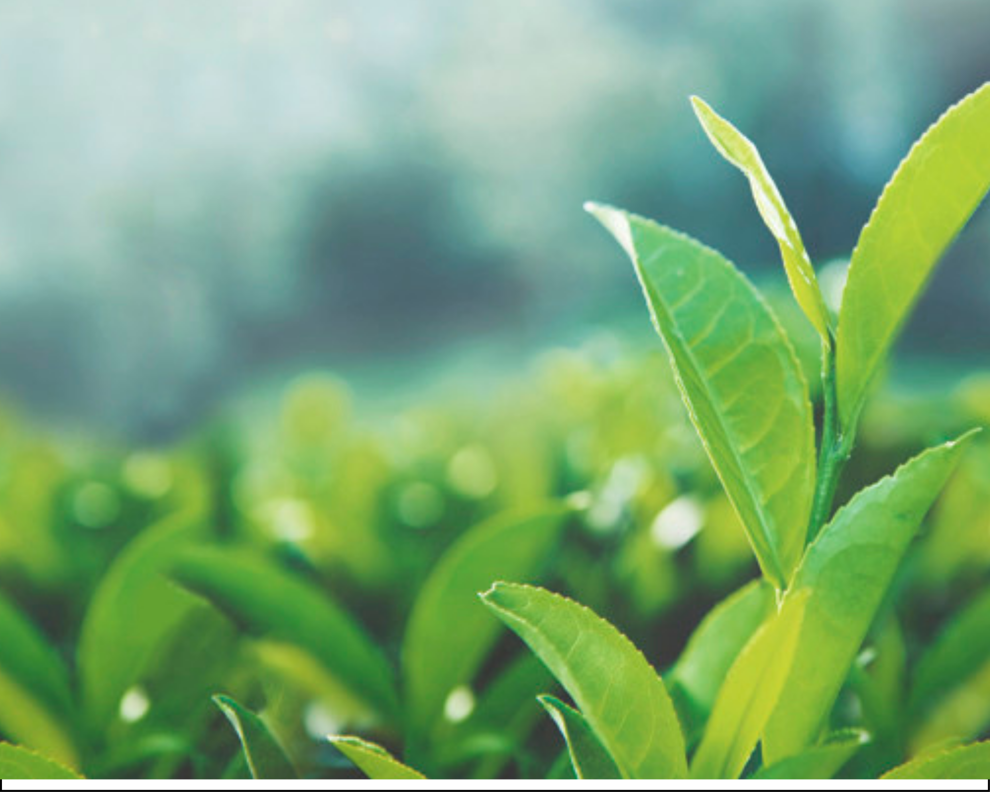 Чайная листва. Чайный лист. Листья чая. Листья чайного дерева. Зеленый чай листья.