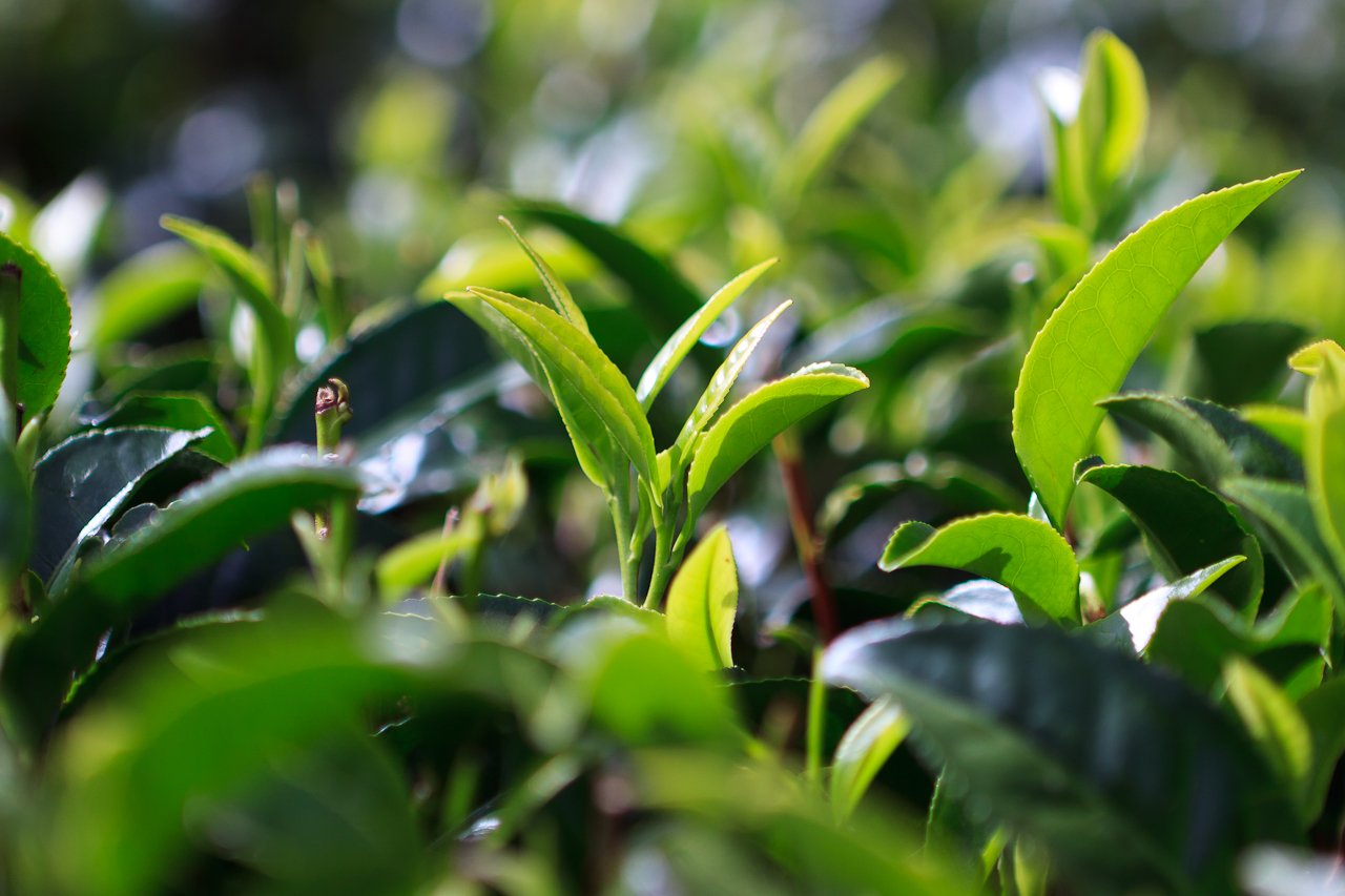 Чайная листва. Камелия Синенсис. Камелия Синенсис куст. Листья чайного дерева Camellia sinensis. Камелия китайская Синенсис.