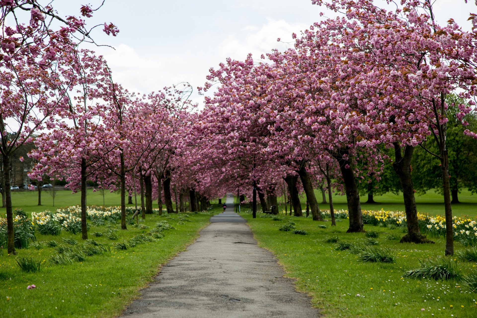 Spring tree. Цветение Сакуры парк. Цветущий Черешневый сад. Черешневый сад цветение. Сакура парк Новосибирск.