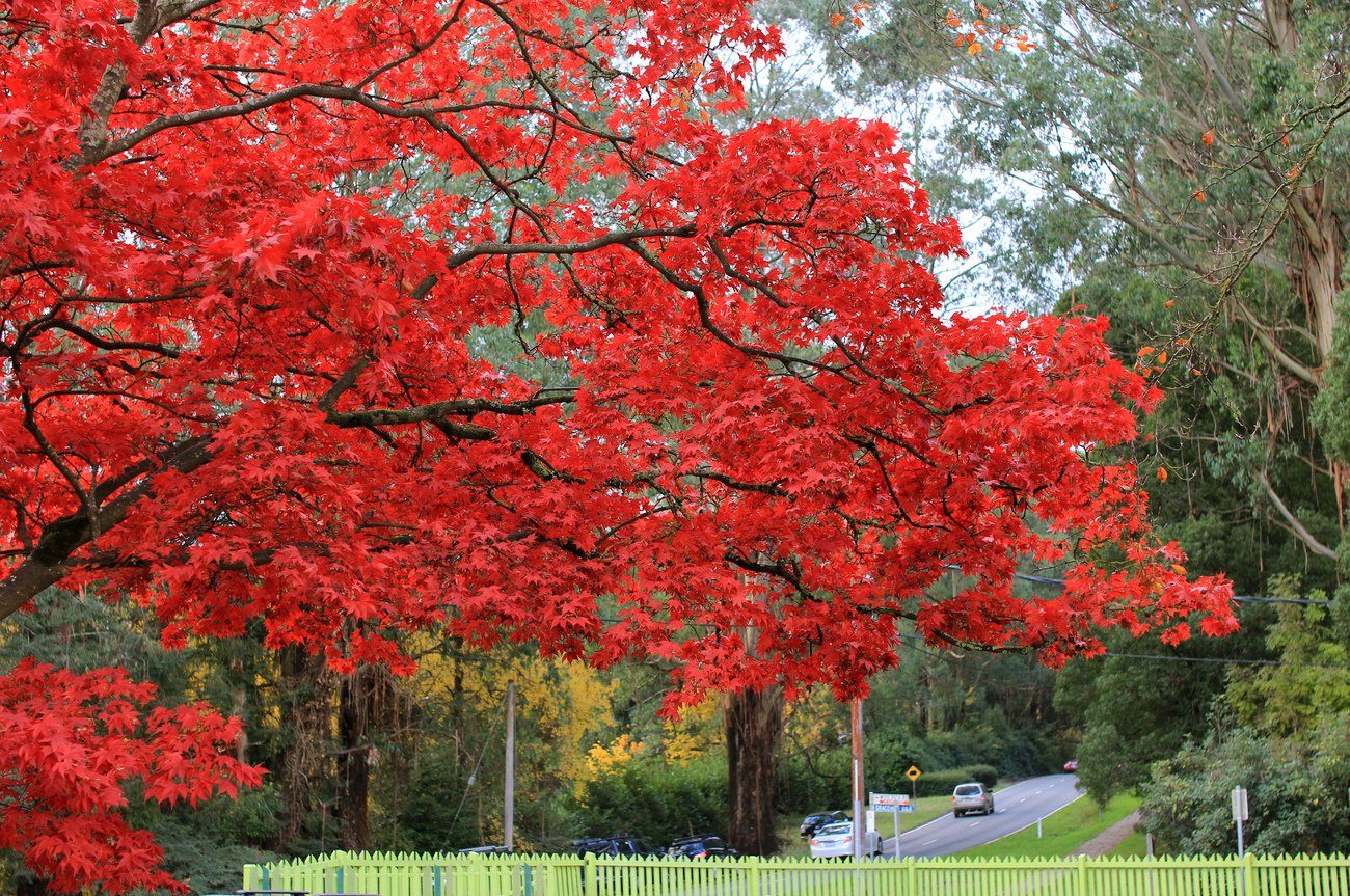 Красное дерево цвет
