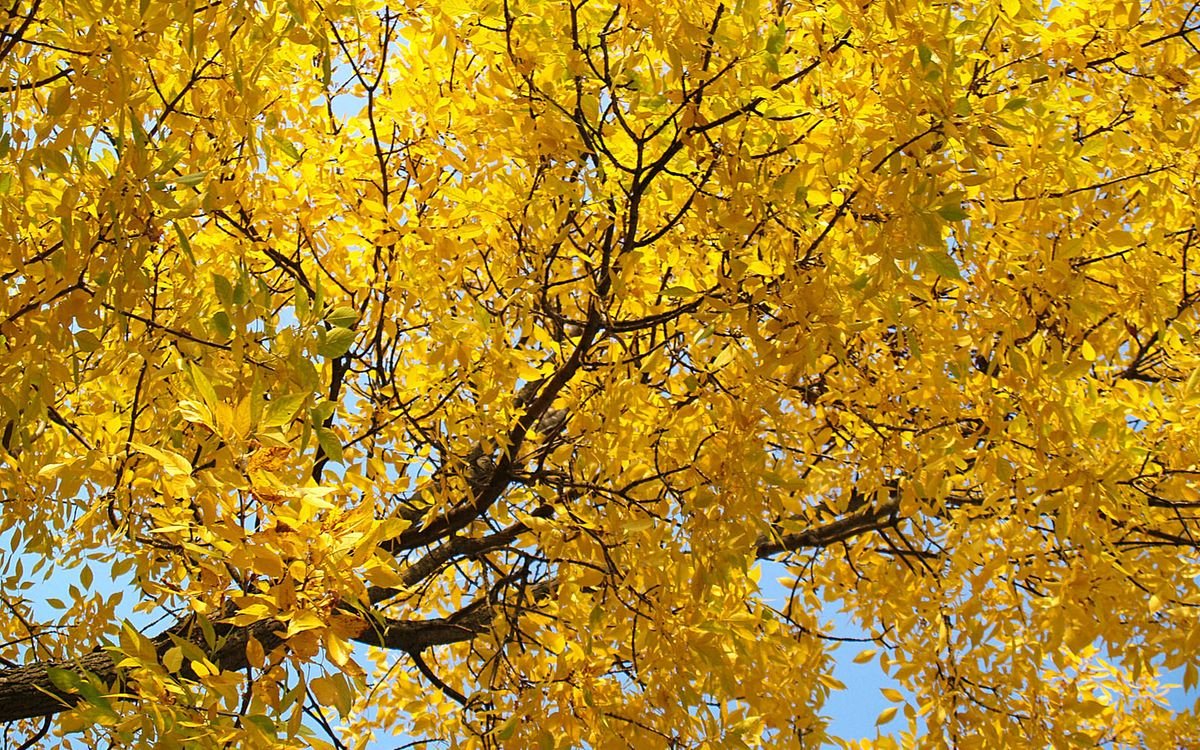 Желтое дерево - фото и картинки: 59 штук