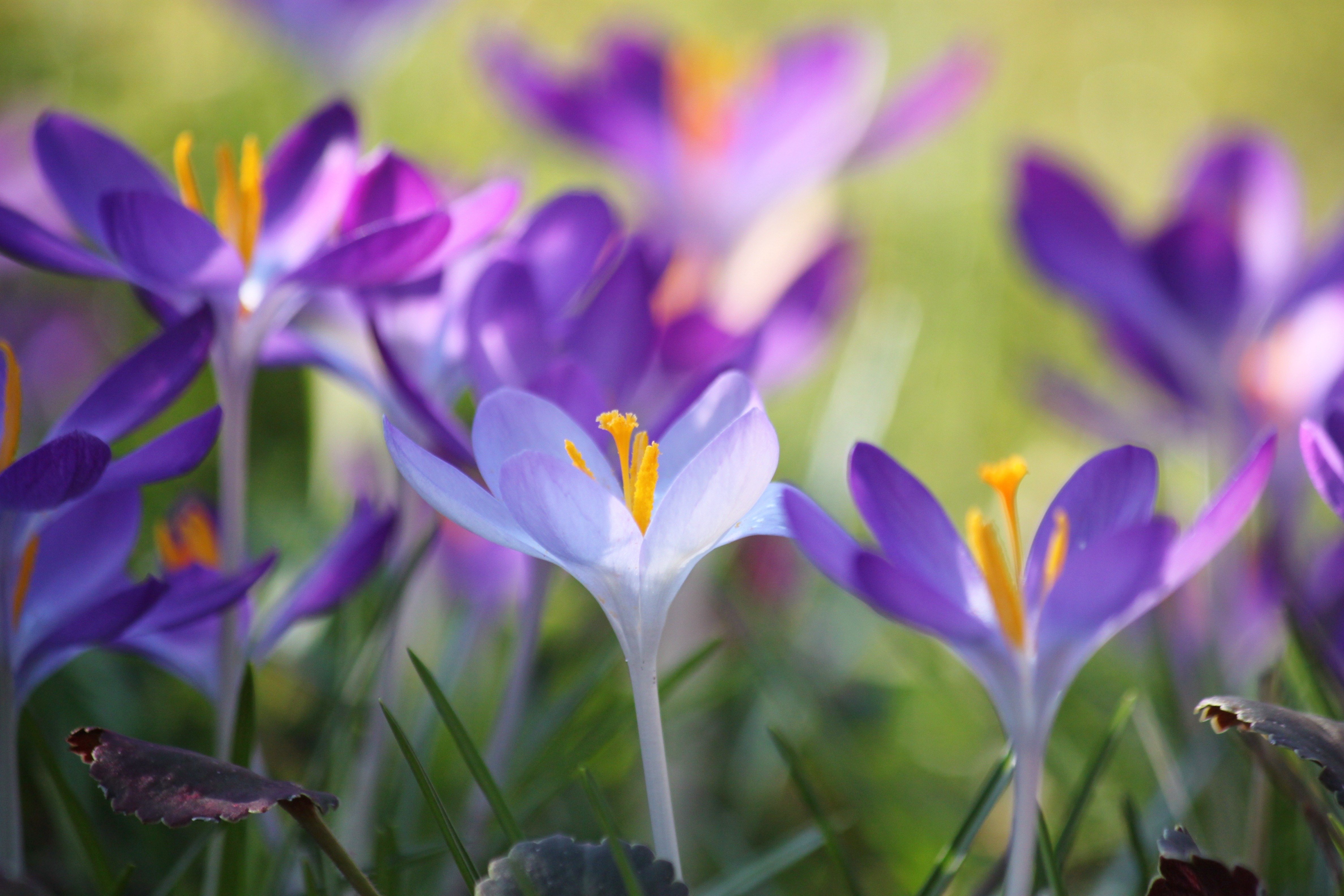 Подснежники сиреневые. Крокус Барс Пурпл. Крокус фиолетовый Лесной. Крокус весенний. Весенние цветы крокусы.