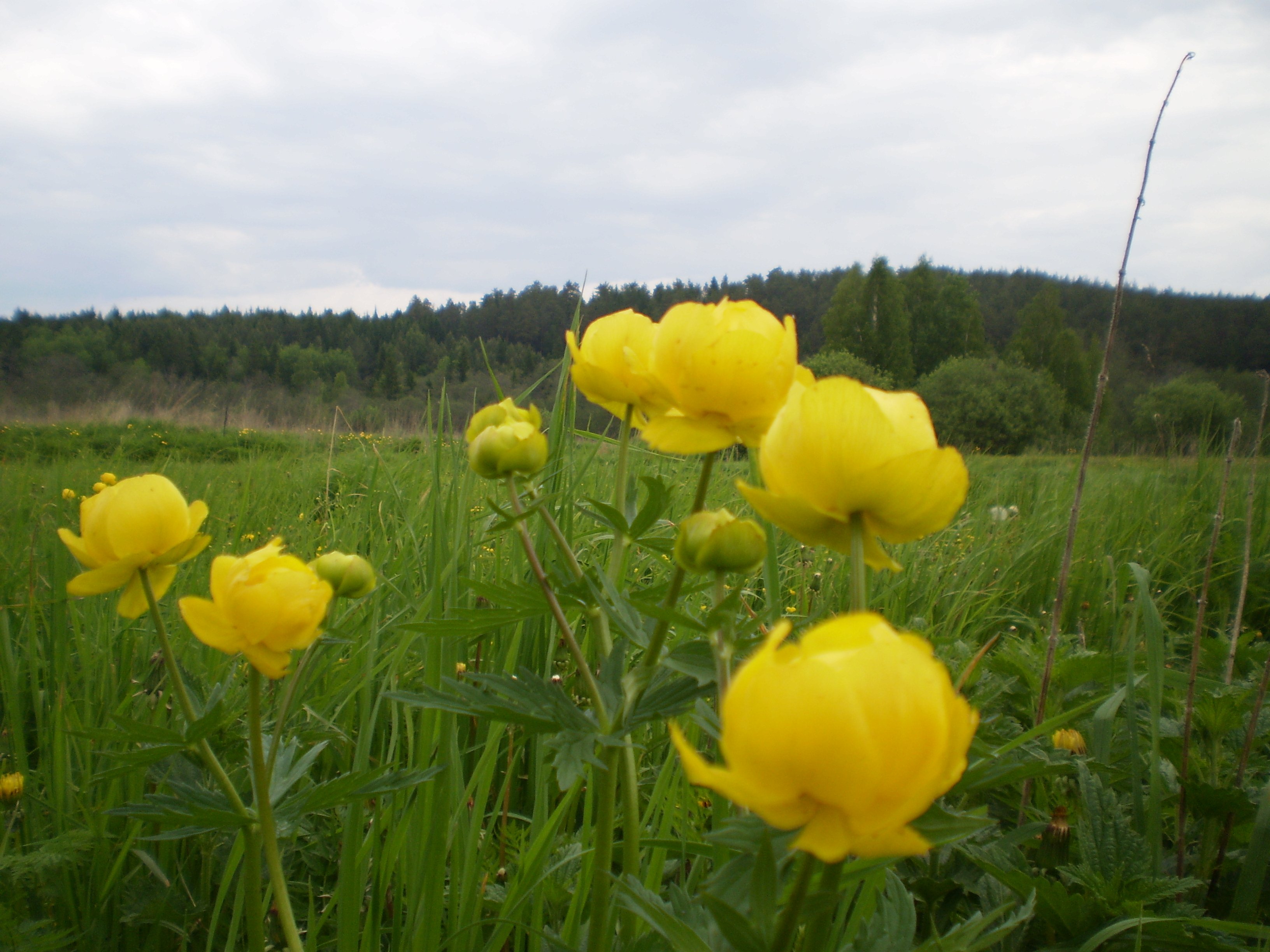 Купальница европейская (Trollius europaeus)