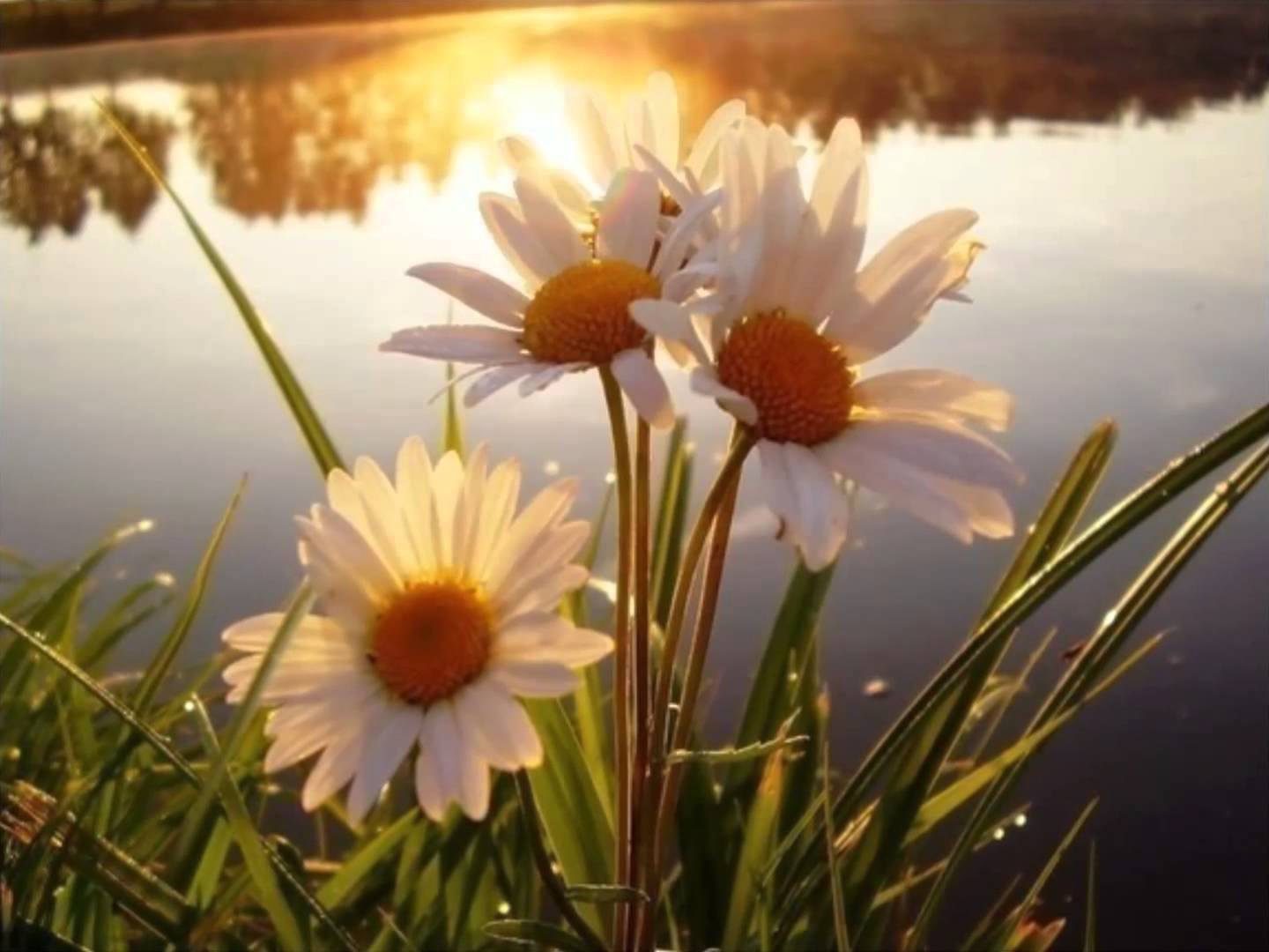 Прекрасное утро природа. Нежные ромашки. Солнечный цветок. Пейзаж с ромашками. Летнее солнце и ромашки.