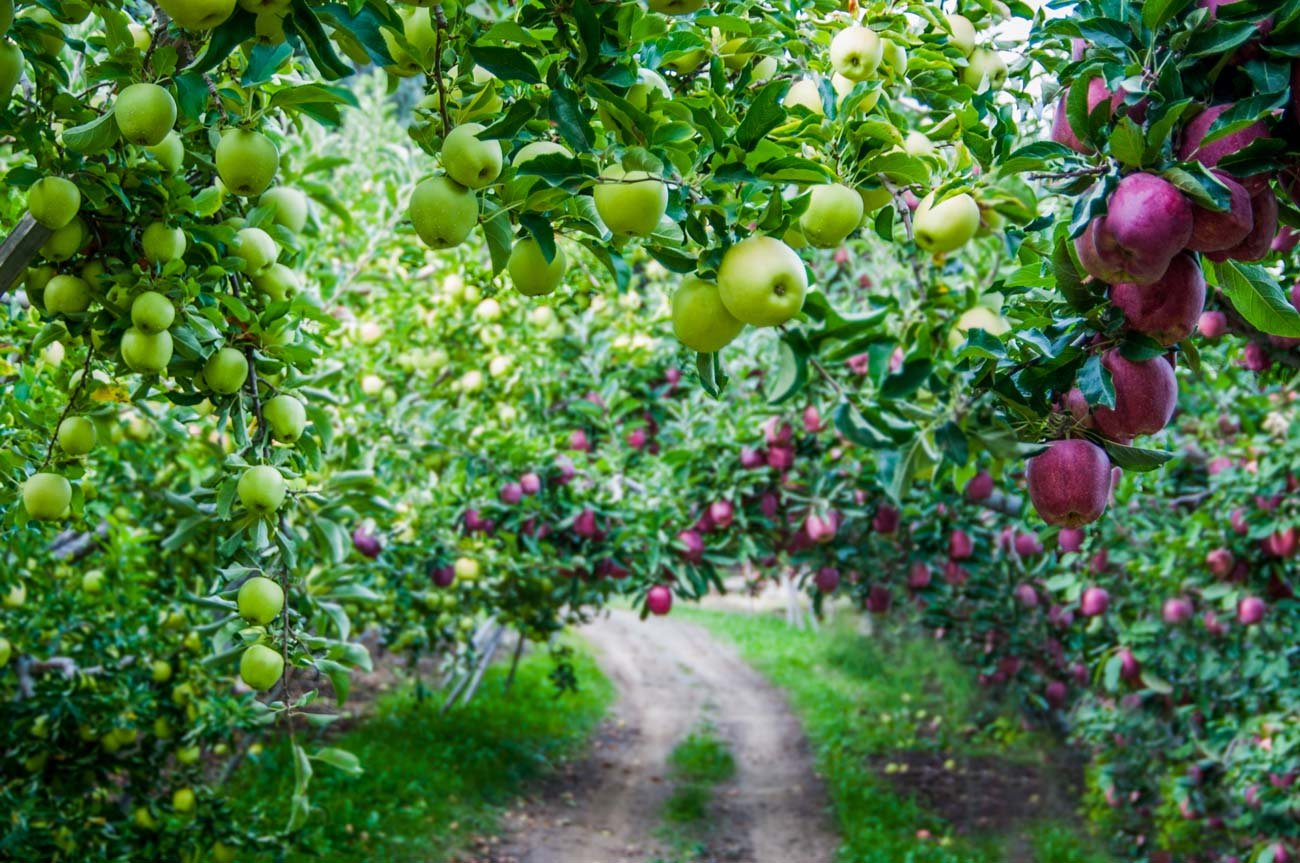 Интенсивное Садоводство яблоки