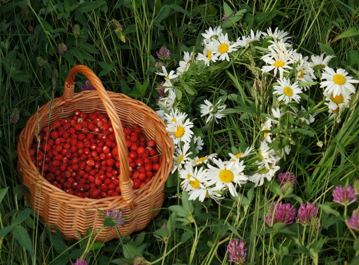 Лето ягоды ромашки