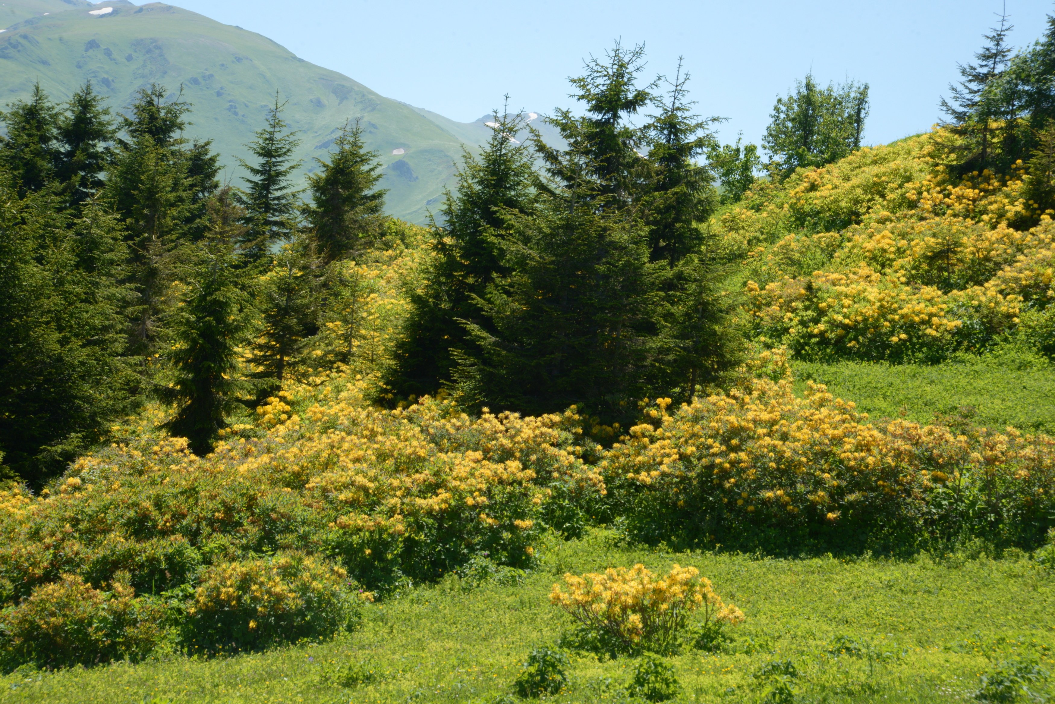 Вечнозеленая растительность Пятигорска
