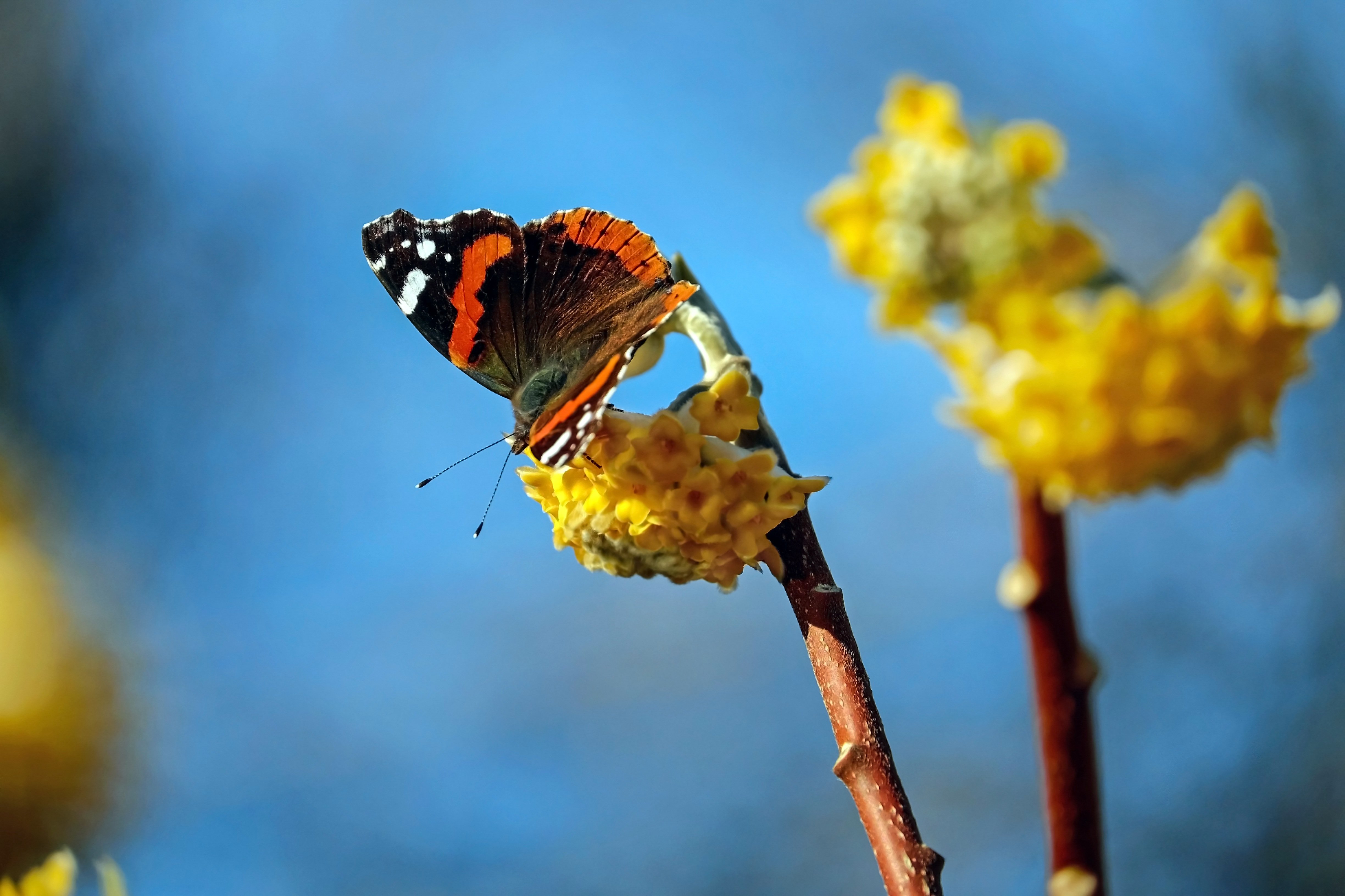 Бабочки весной картинки. Олимпиус Инферно бабочка. Весенние бабочки. Бабочки в природе.