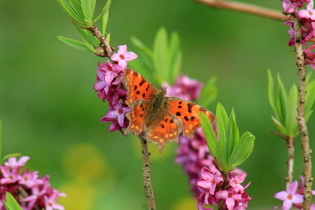 Бабочки весной картинки. Весенние бабочки. Весенние насекомые. Насекомые весной.