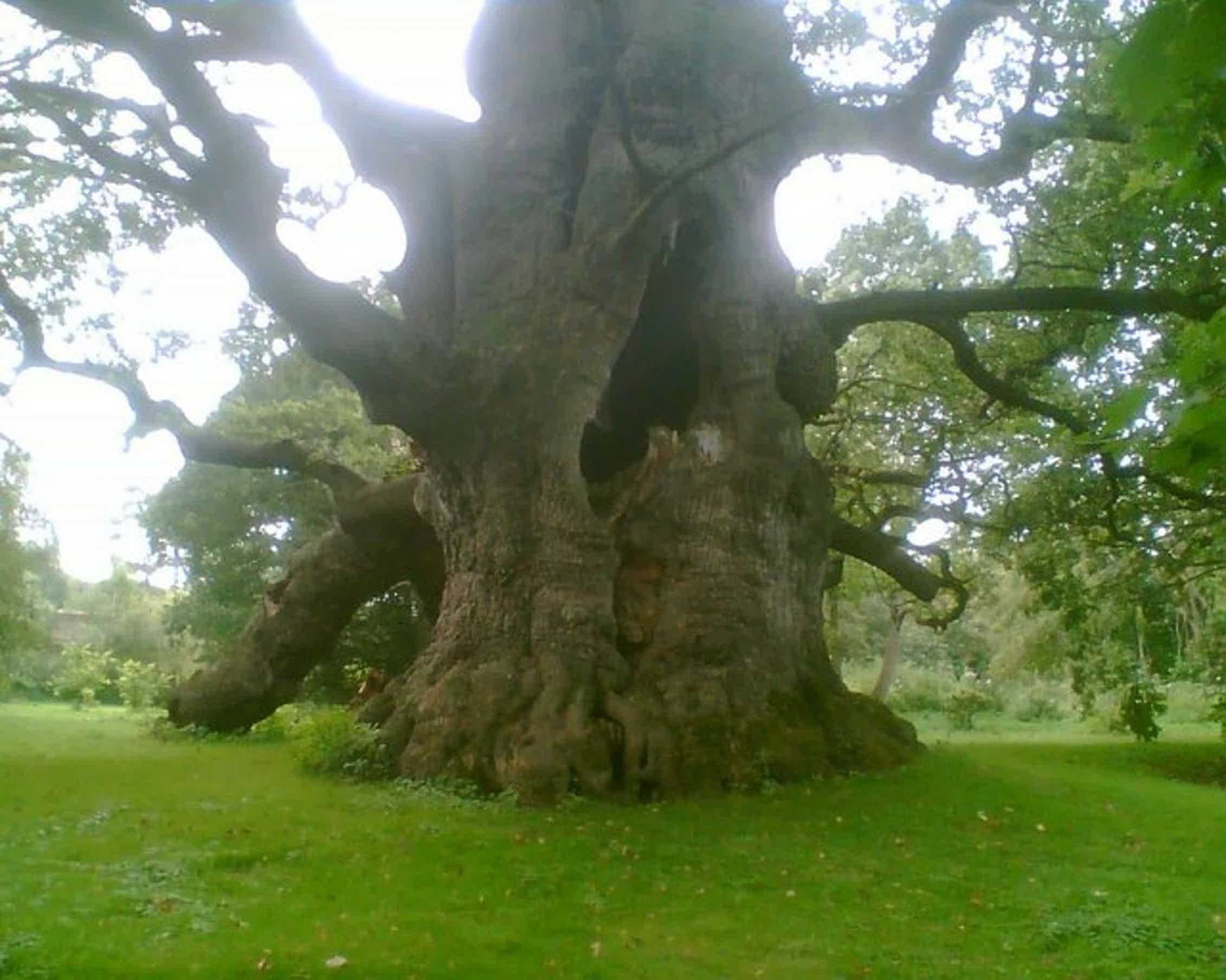 Это был огромный дуб. Дуб парк Фредвилл, Нонингтон, Великобритания. Таксодиум мексиканский (Кипарис). Румскулла дуб.