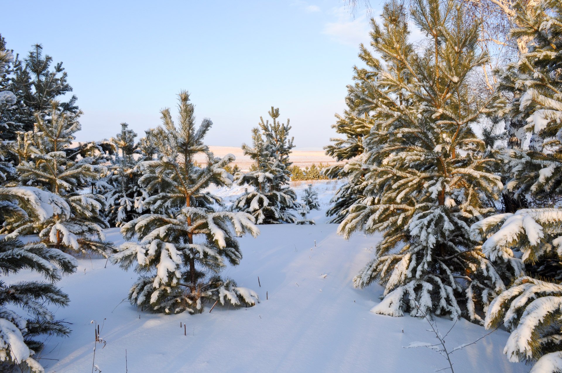 Родина рождественских елок. Зимние ели. Елочка в лесу. Сосна зимой. Ель зимой.