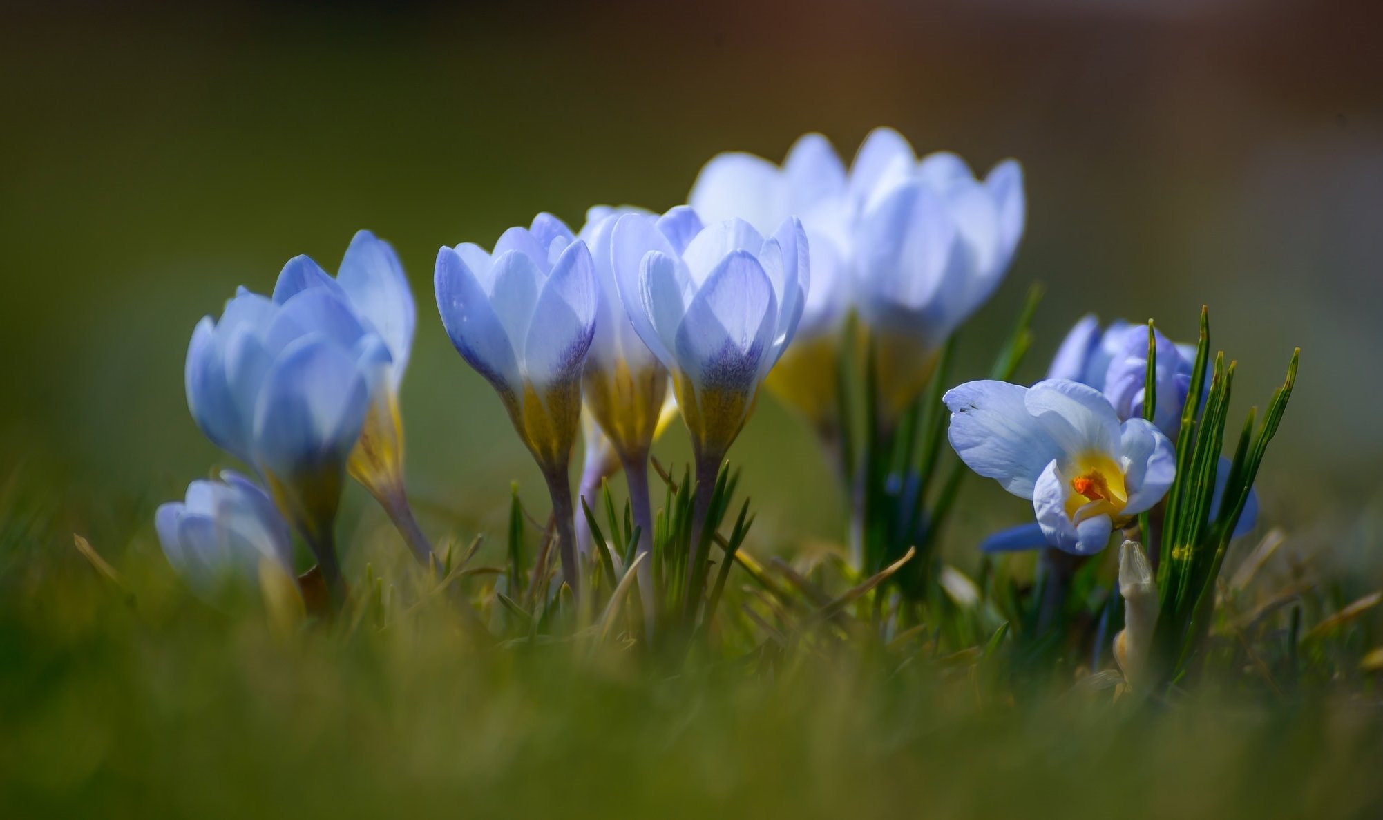 Нежные первоцветы. Пролески, подснежники, крокусы. Крокус Шафран голубой цветок. Пролеска Сибирская Крокус. Крокус Шафран синий.