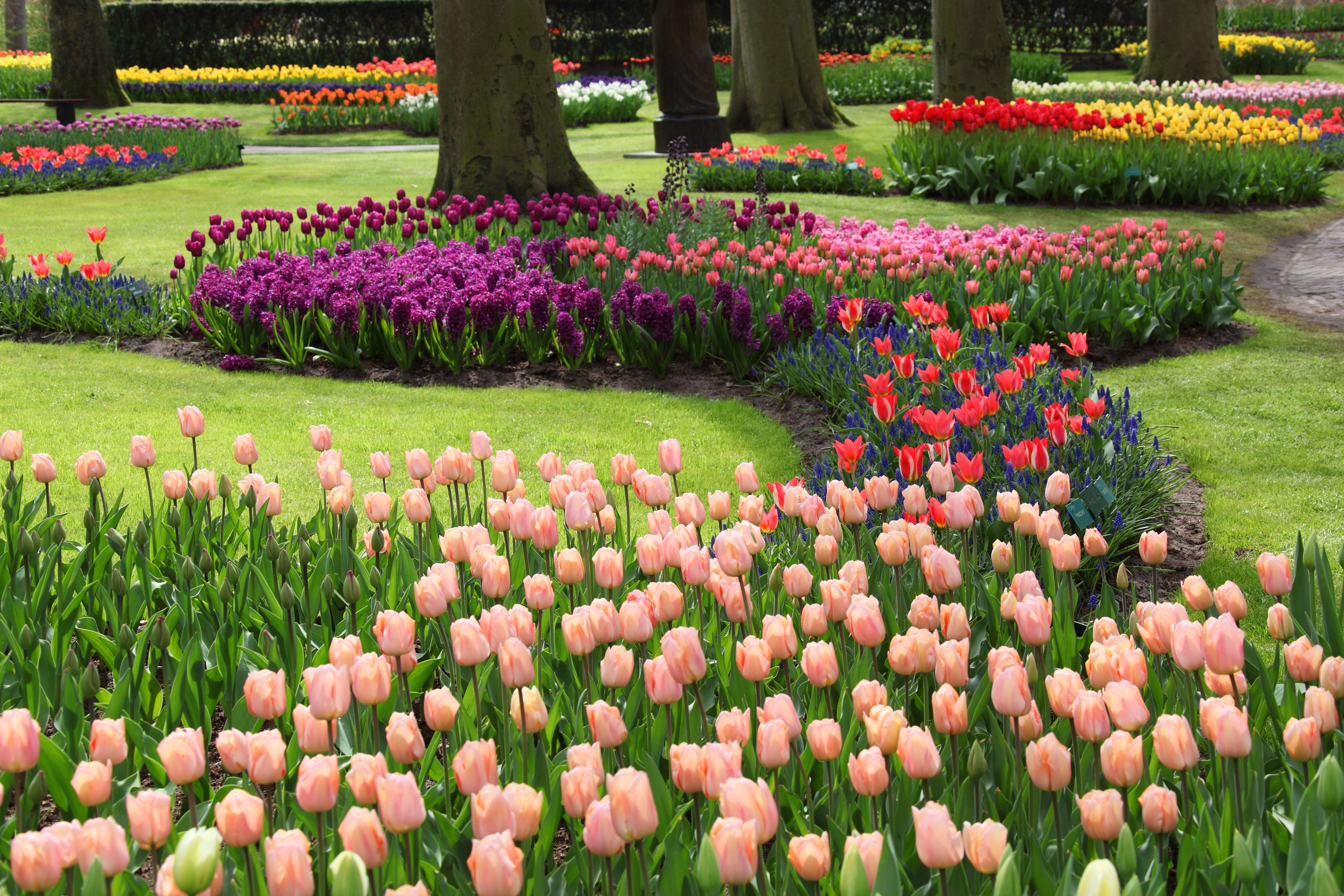 Блог сада. Луковичные растения тюльпаны. Кёкенхоф Нидерланды парк тюльпанов. Тюльпан Серенити. Клумба с тюльпанами.