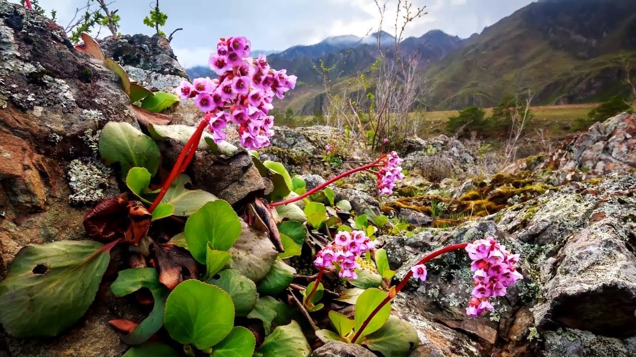 Алтайский бадан фото