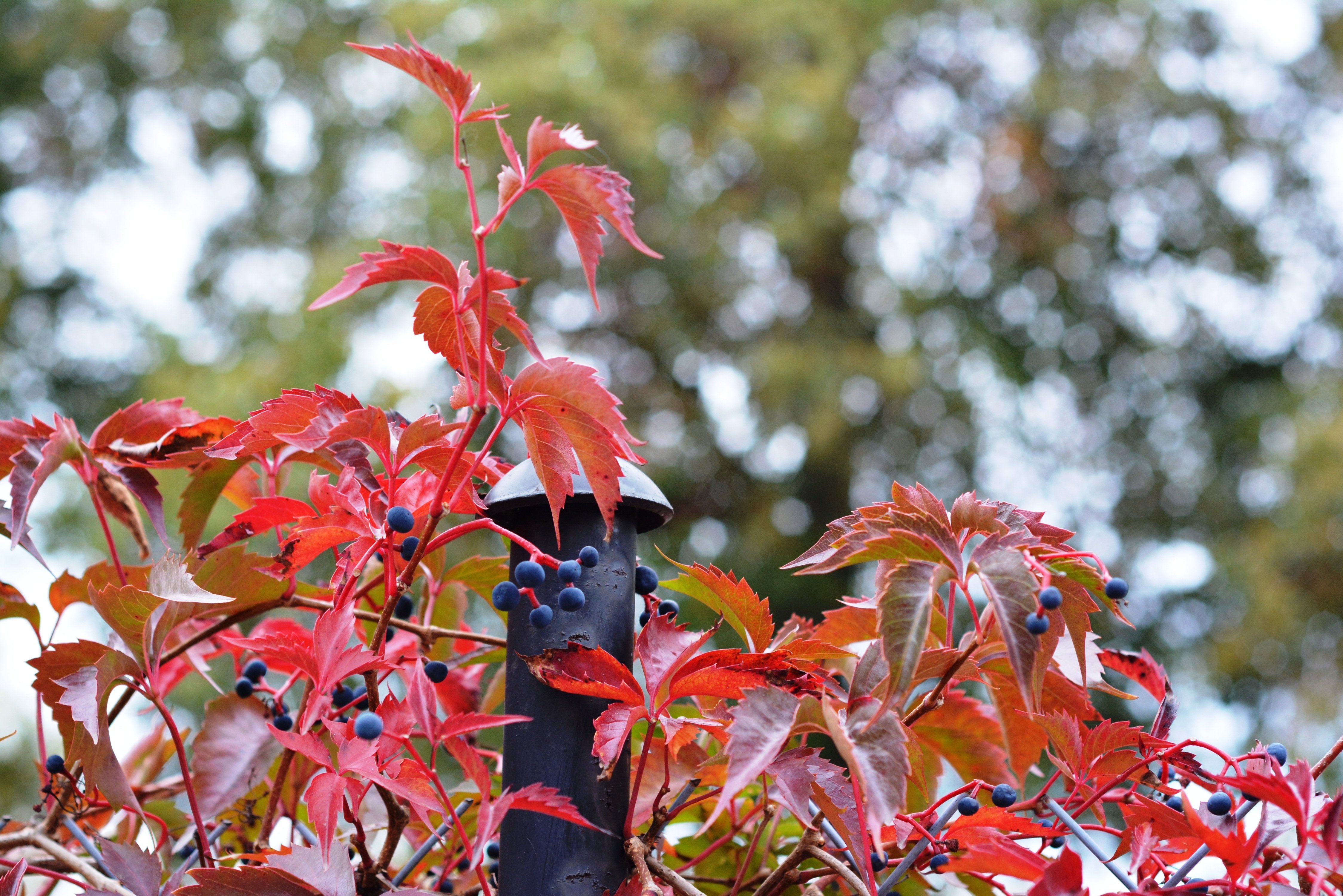 Багряной веткой ивы. Дерен Кардинал. Бересклет с красными листьями. Клен краснолистный куст. Деревья дёрен с красными листьями осенью.