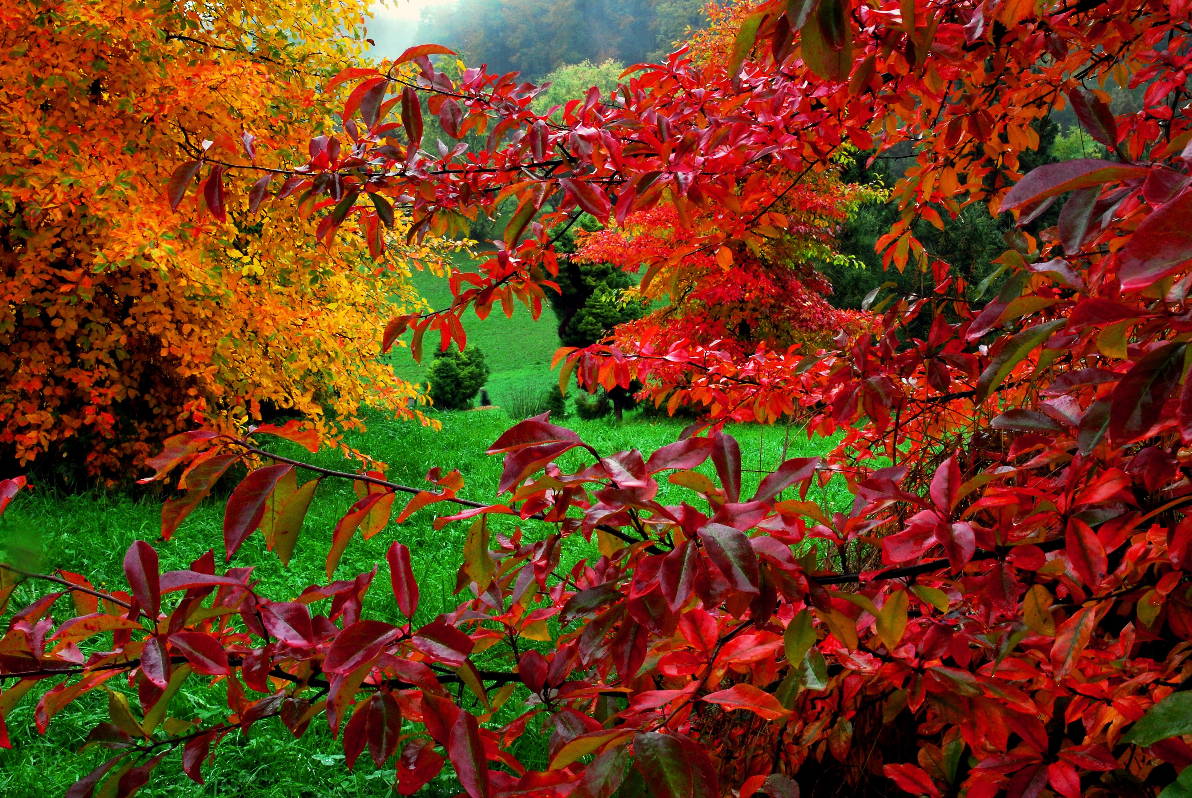 Рябина и клен дерево. Клен Гиннала осенью листья. Кусты осенью. Осенние красные кусты. Клен с красными листьями.